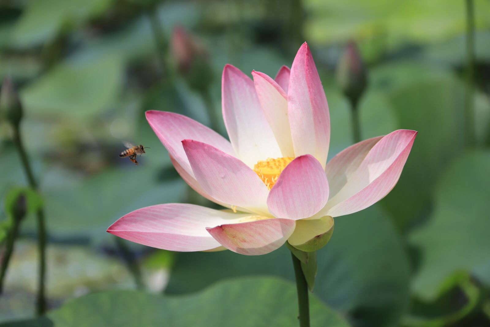 Canon EOS 800D (EOS Rebel T7i / EOS Kiss X9i) sample photo. Lotus, bee, nature photography