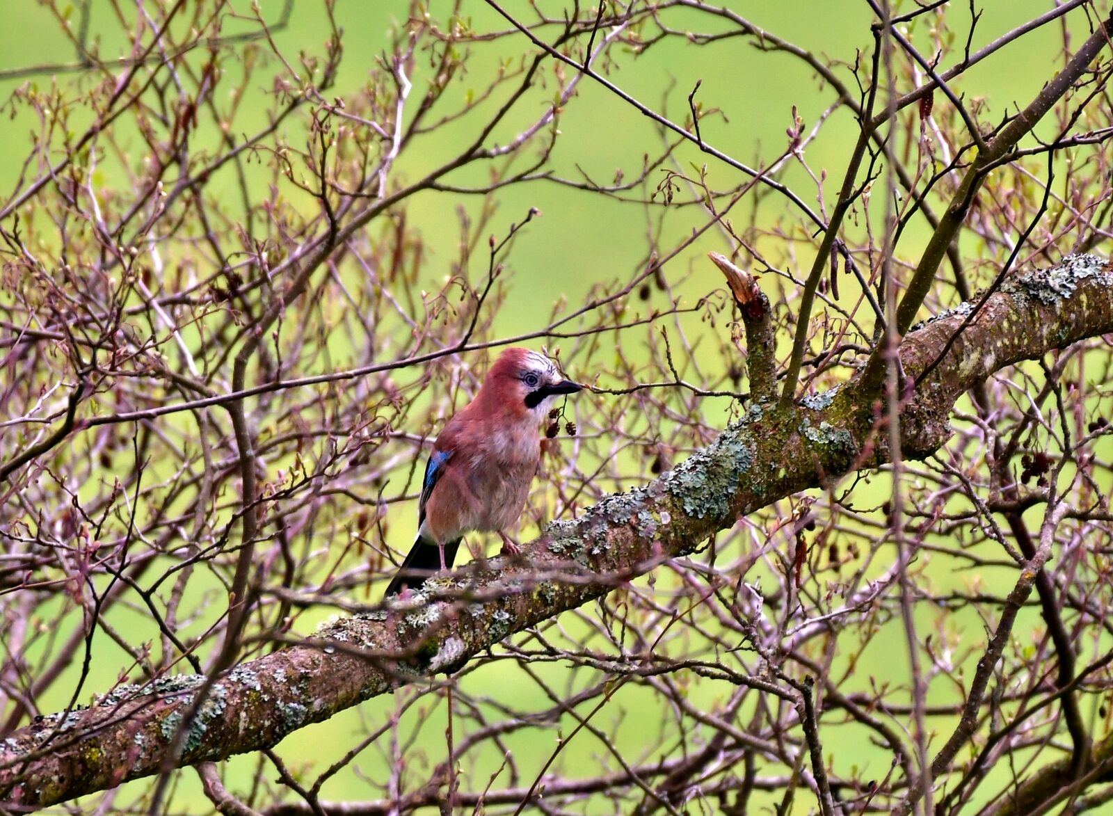 Nikon D500 sample photo. Jay, bird, eurasian jay photography