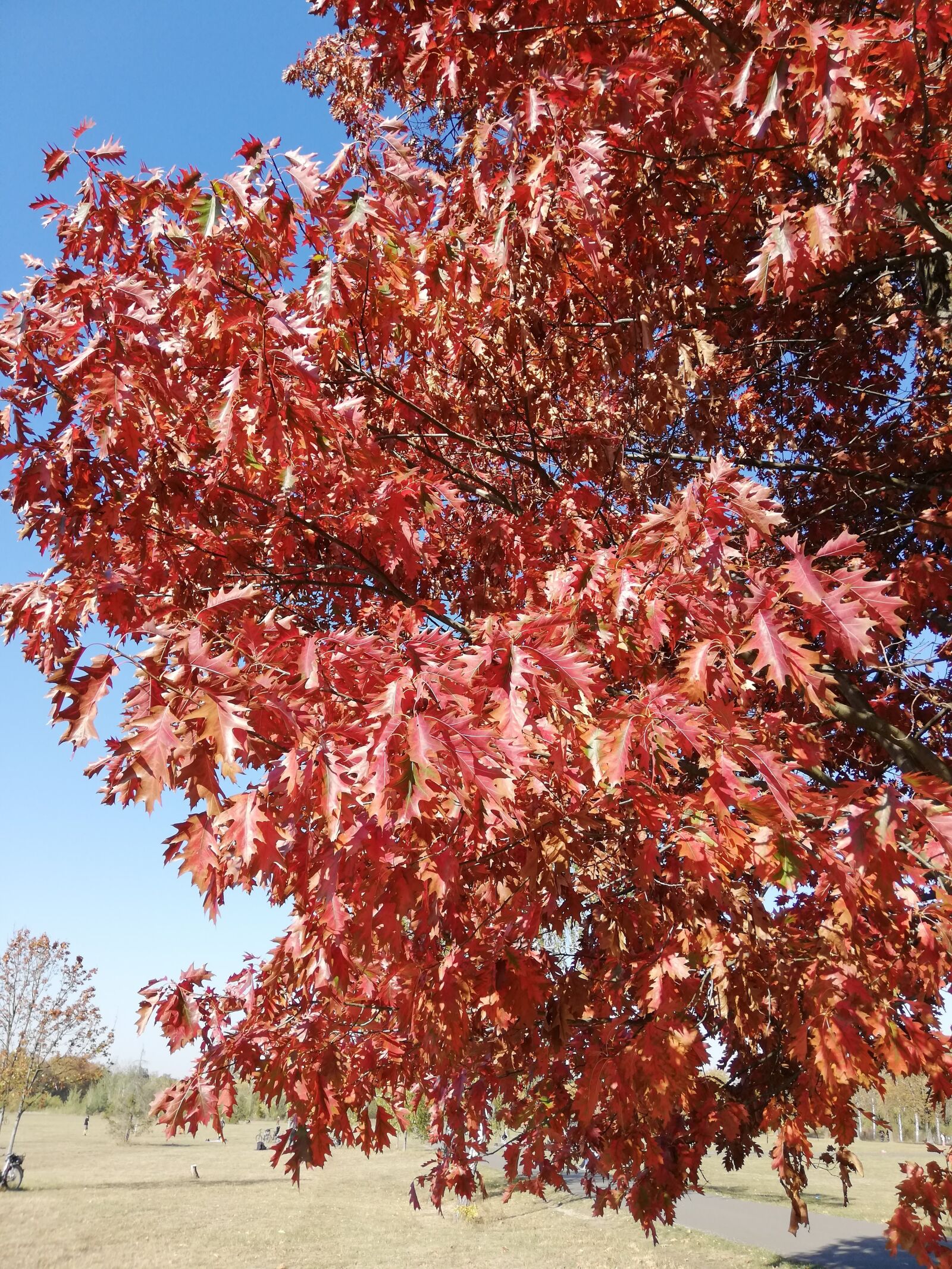 HUAWEI RNE-L21 sample photo. Baum, herbst, natur photography