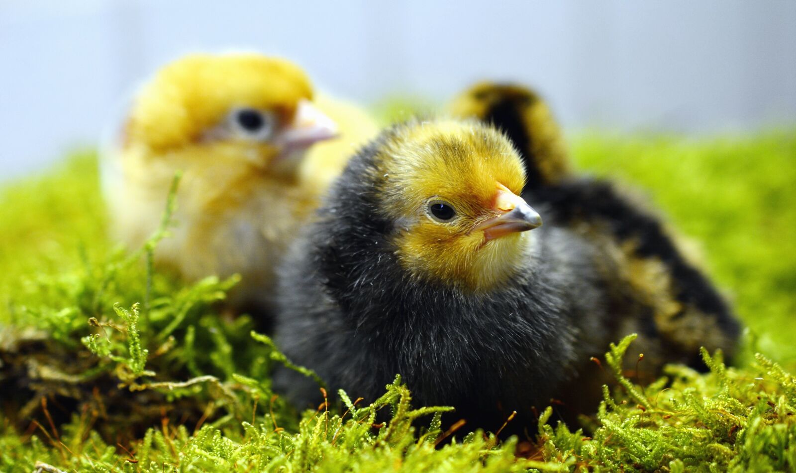 Nikon D5200 sample photo. Chicken, feather, chicken, young photography
