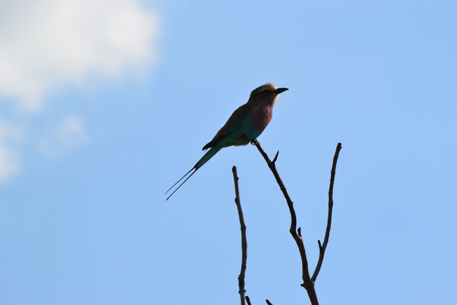 Nikon D3100 sample photo. Bird, branch, nature photography