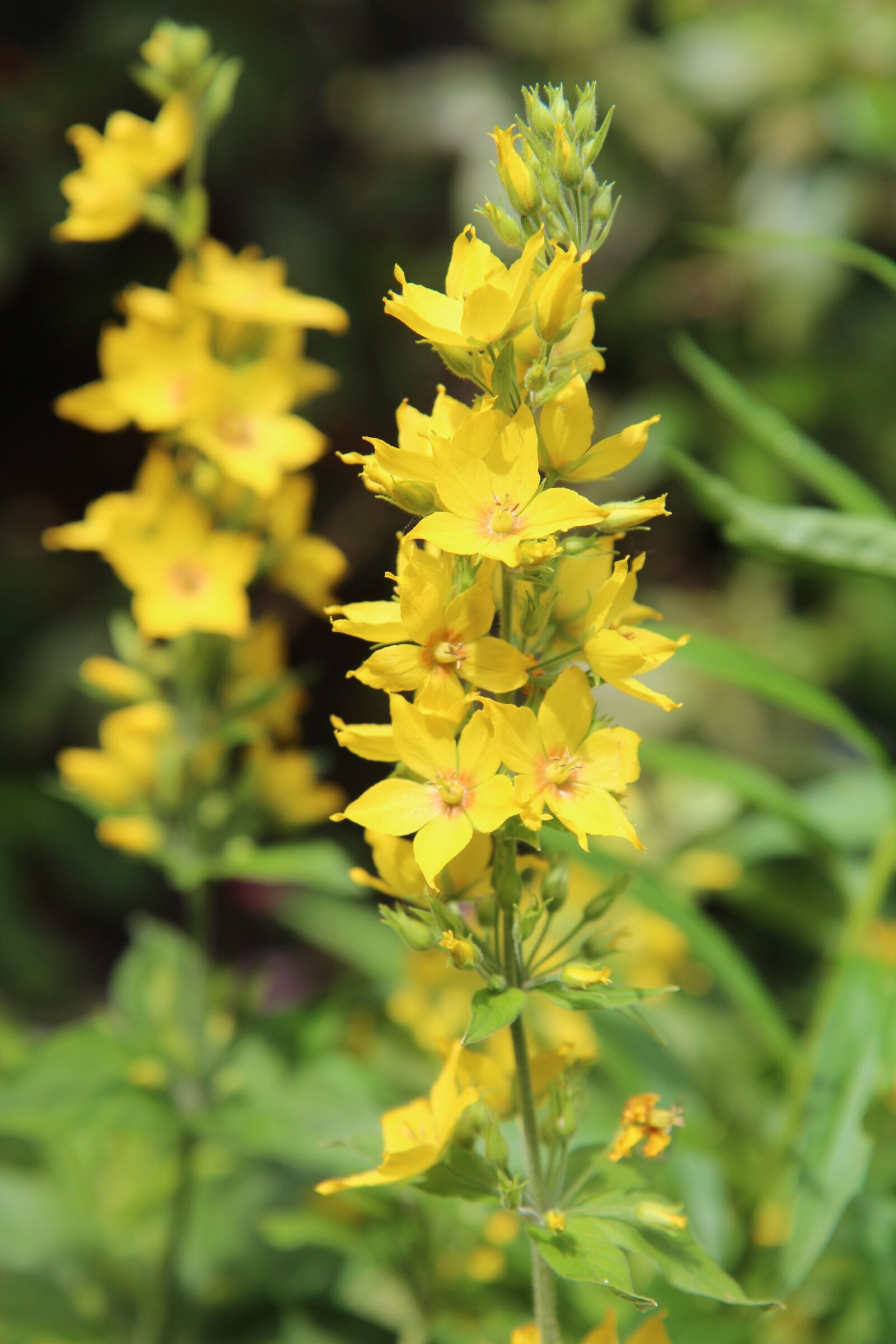 Canon EOS 600D (Rebel EOS T3i / EOS Kiss X5) sample photo. Yellow, yellow flowers, yellow photography
