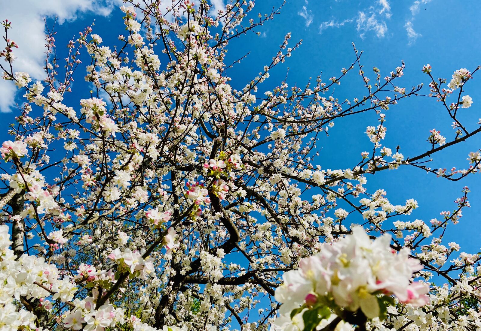 Apple iPhone 11 sample photo. Blossom, bloom, spring photography