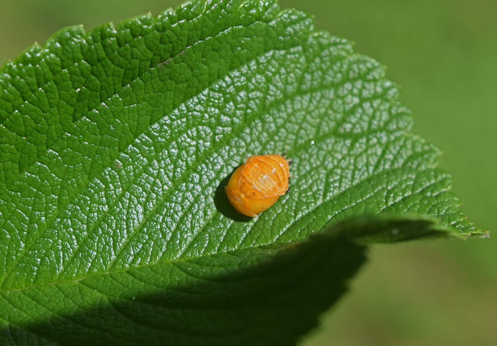 Nikon D3300 sample photo. Ladybug pupa, leaf underside photography