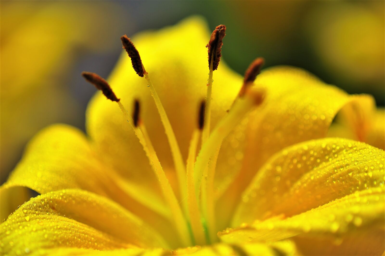 Nikon D3S sample photo. Flowers, cone and, nature photography