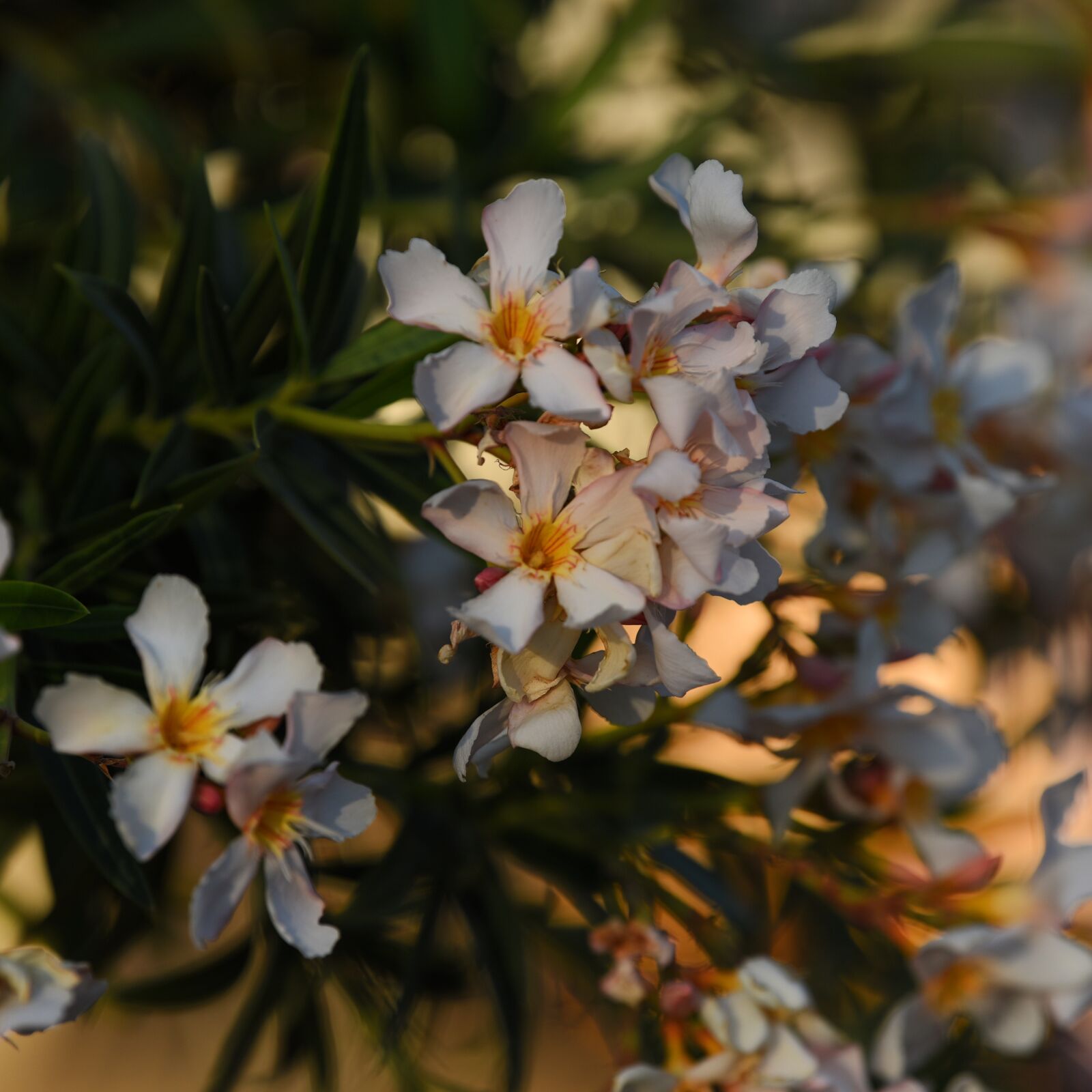 Nikon D750 sample photo. Beauty, nature, arizona photography