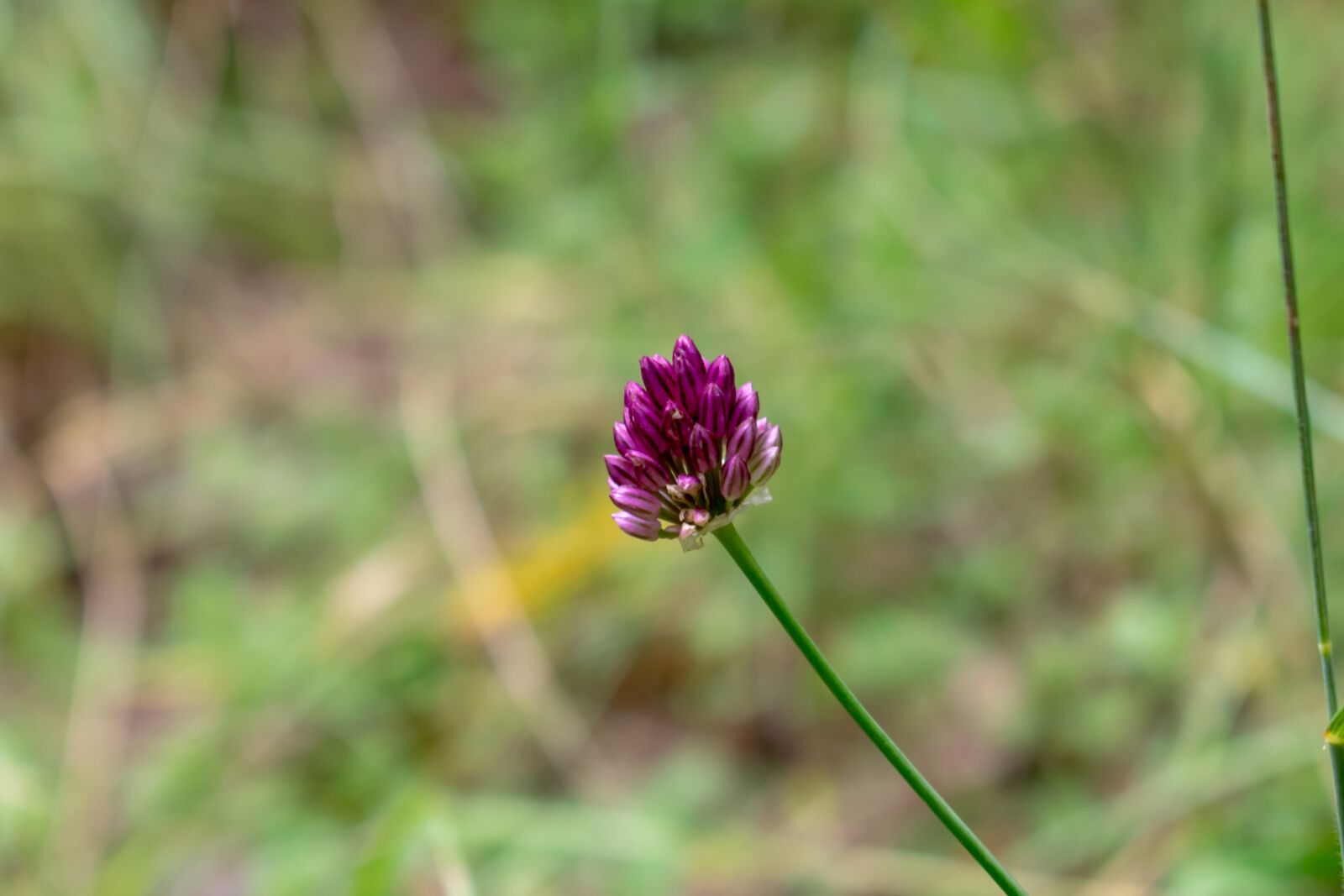 Nikon D3300 sample photo. Nature, green, flower photography