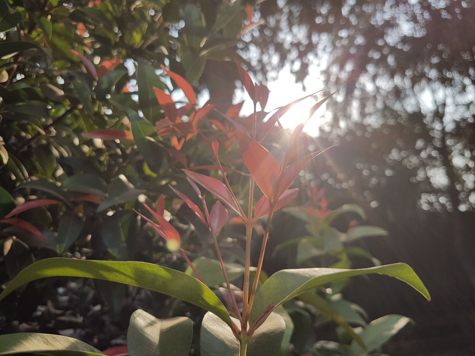 Samsung Galaxy S7 Edge sample photo. Flower, sunrise photography