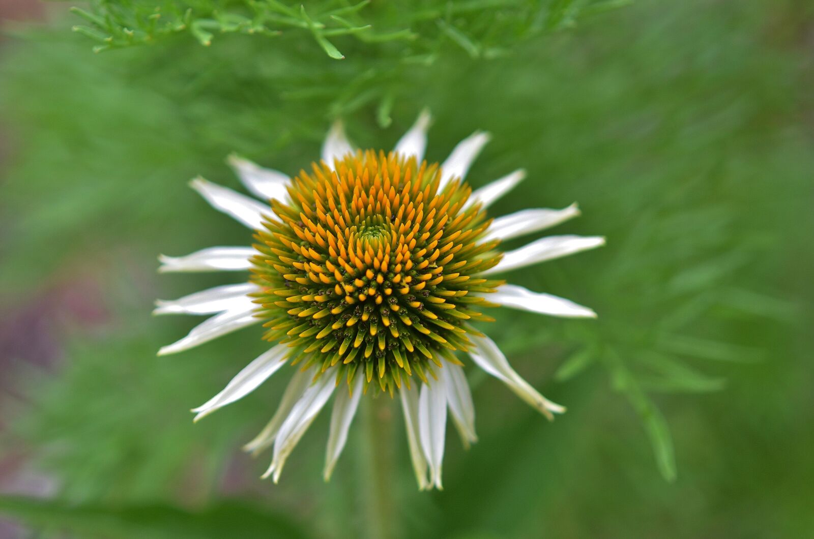 Nikon D7000 sample photo. Flower, natur, spring photography