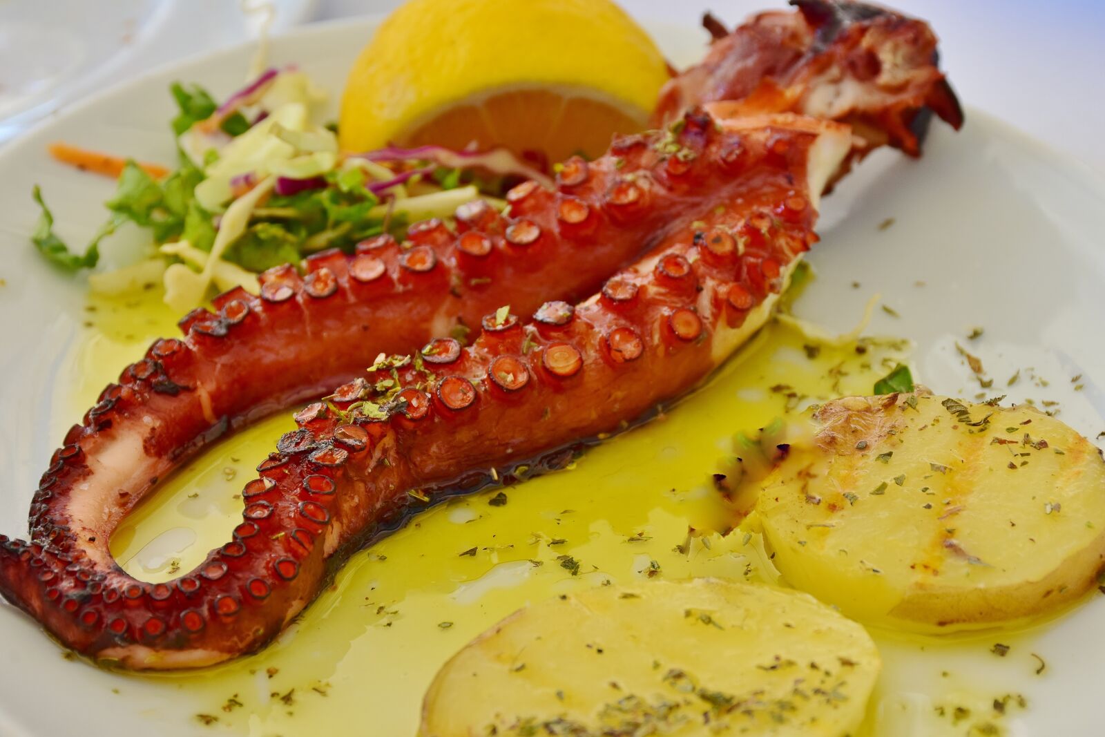Nikon D7200 sample photo. Fish, squid, octopus photography