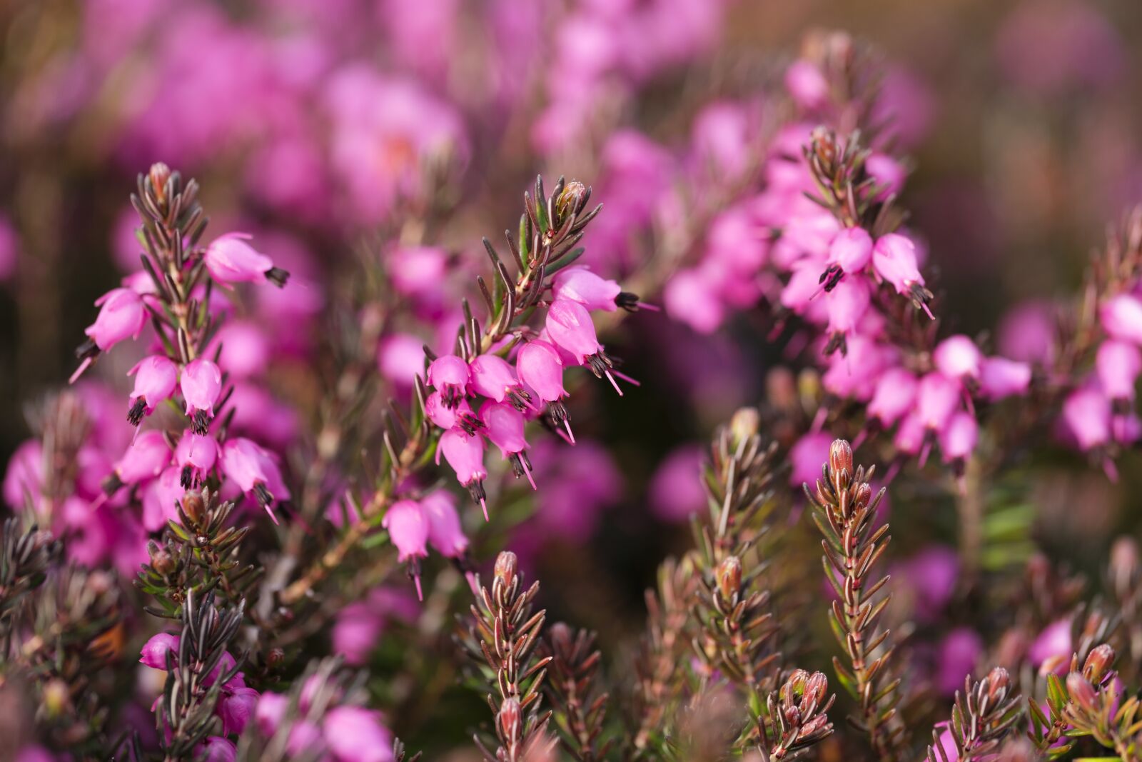 Fujifilm X-T2 + Fujifilm XF 80mm F2.8 R LM OIS WR Macro sample photo. Heather, heather green, irish photography