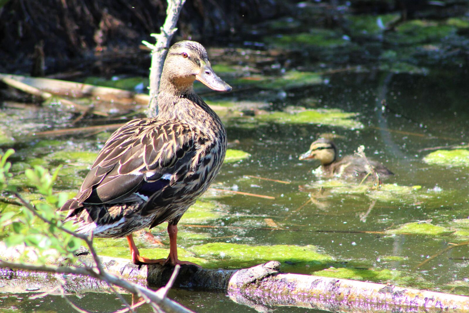 Canon EF75-300mm f/4-5.6 sample photo. Duck, bird, nature photography