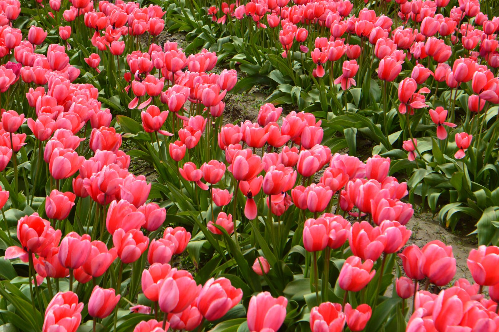 Nikon D3200 sample photo. Tulips, flower of tulip photography