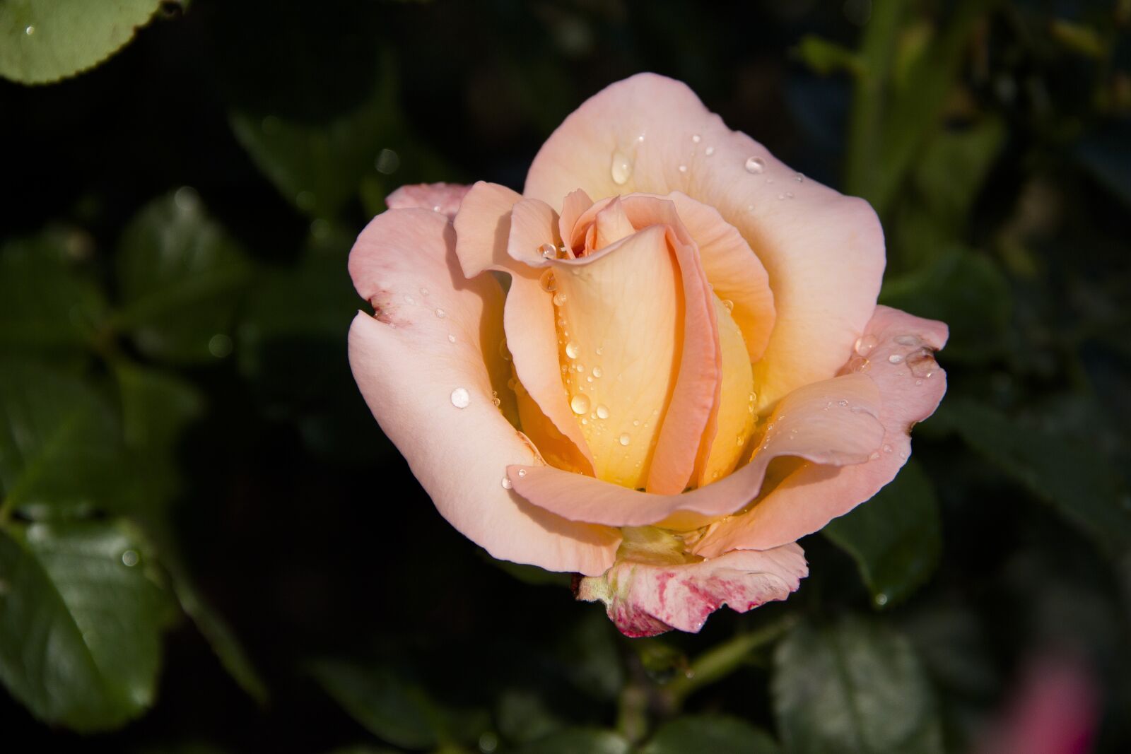 Canon EOS 650D (EOS Rebel T4i / EOS Kiss X6i) sample photo. Rose, flower, beautiful flower photography