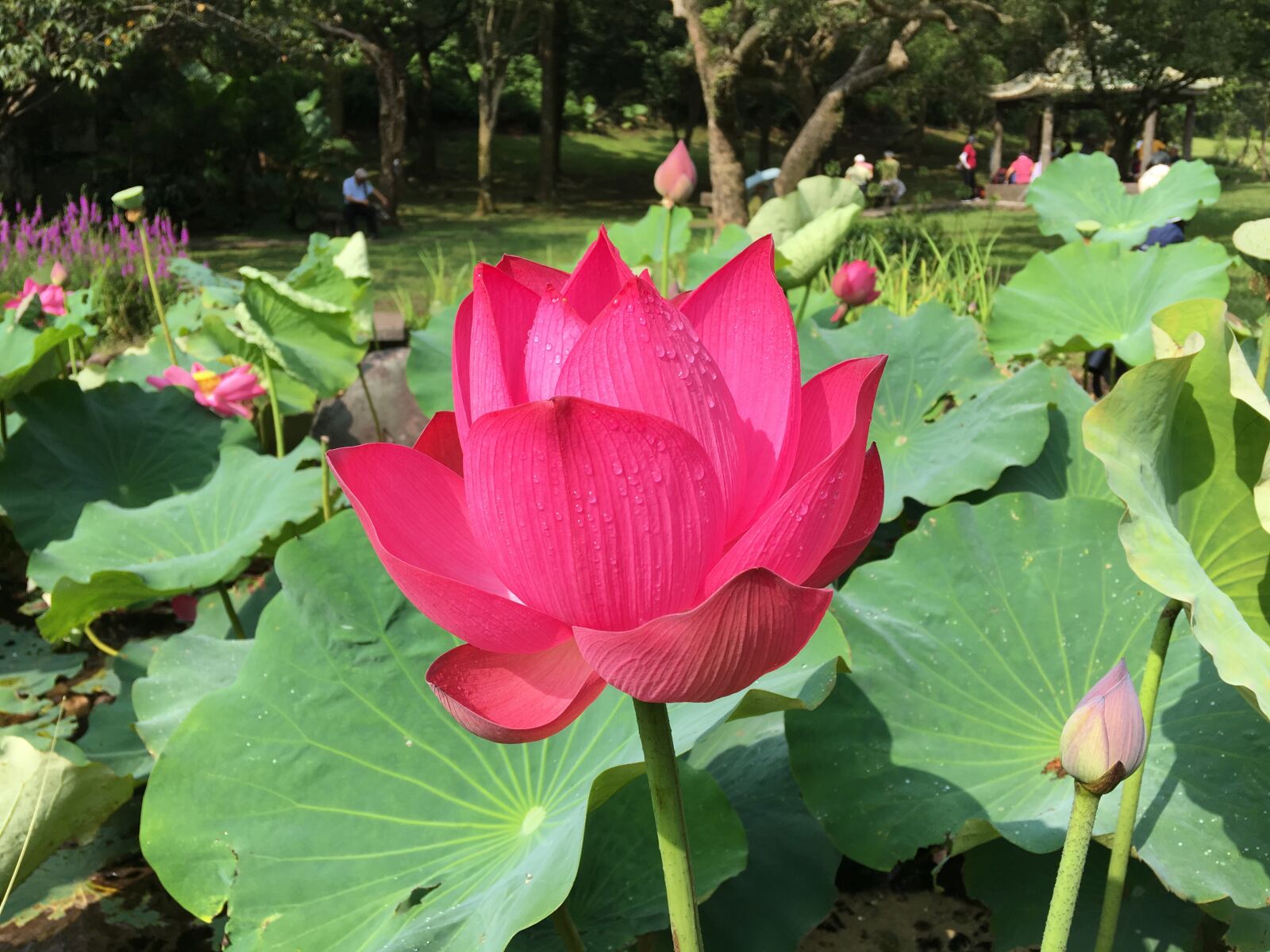 Apple iPhone 6s Plus sample photo. Lotus, pond, properties photography