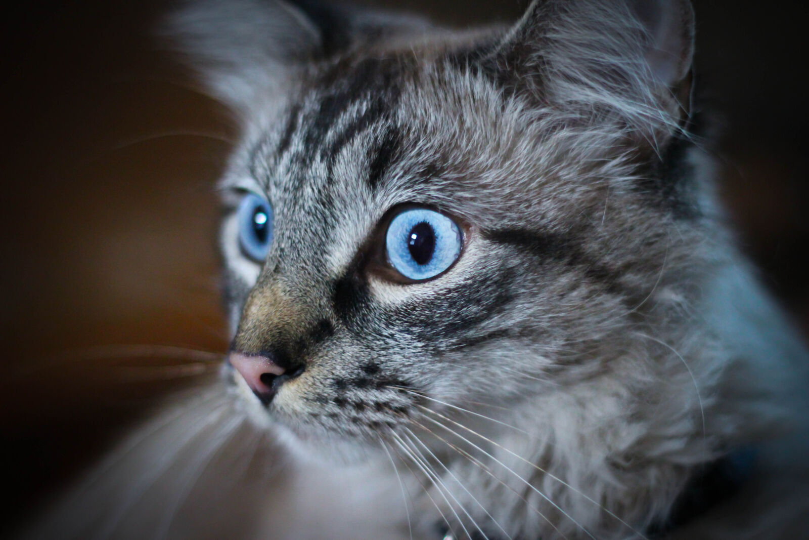 Canon EF 50mm F1.8 II sample photo. Beautiful, blue, eyes, cat photography