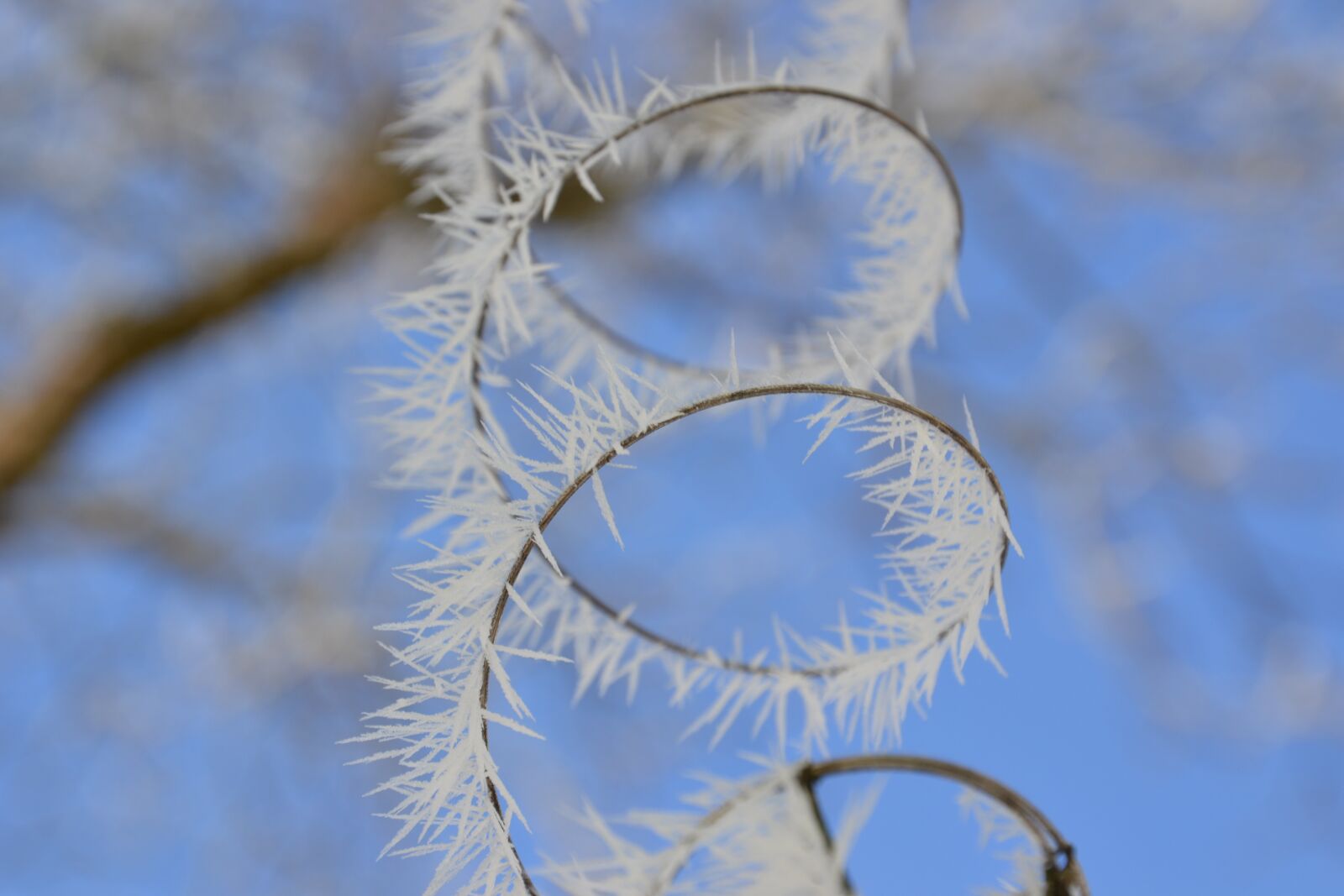 Nikon D3100 sample photo. Eiskristalle, frost, winter photography