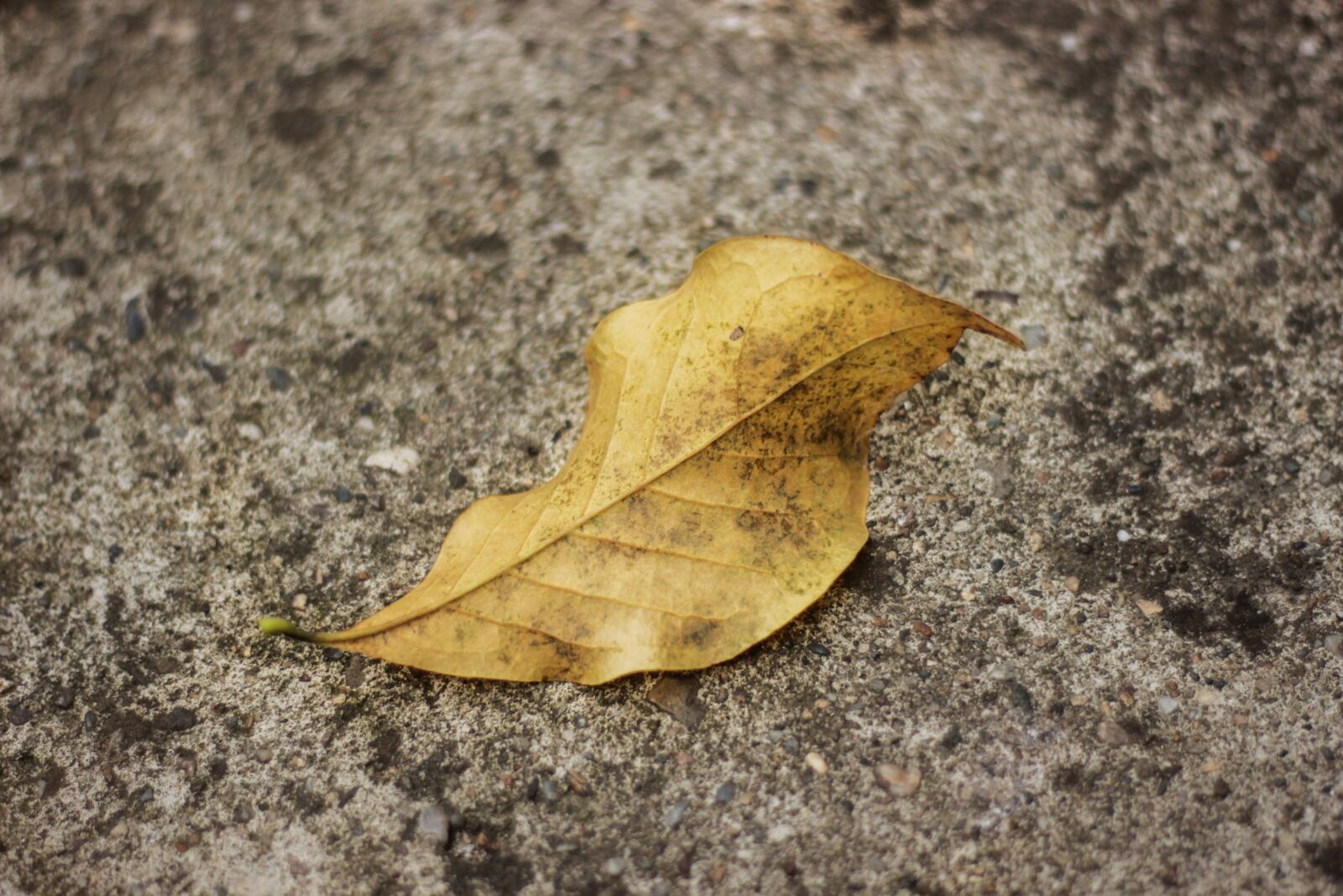 Canon EOS 600D (Rebel EOS T3i / EOS Kiss X5) + Canon EF 50mm F1.8 STM sample photo. Autumn, leaves, red photography