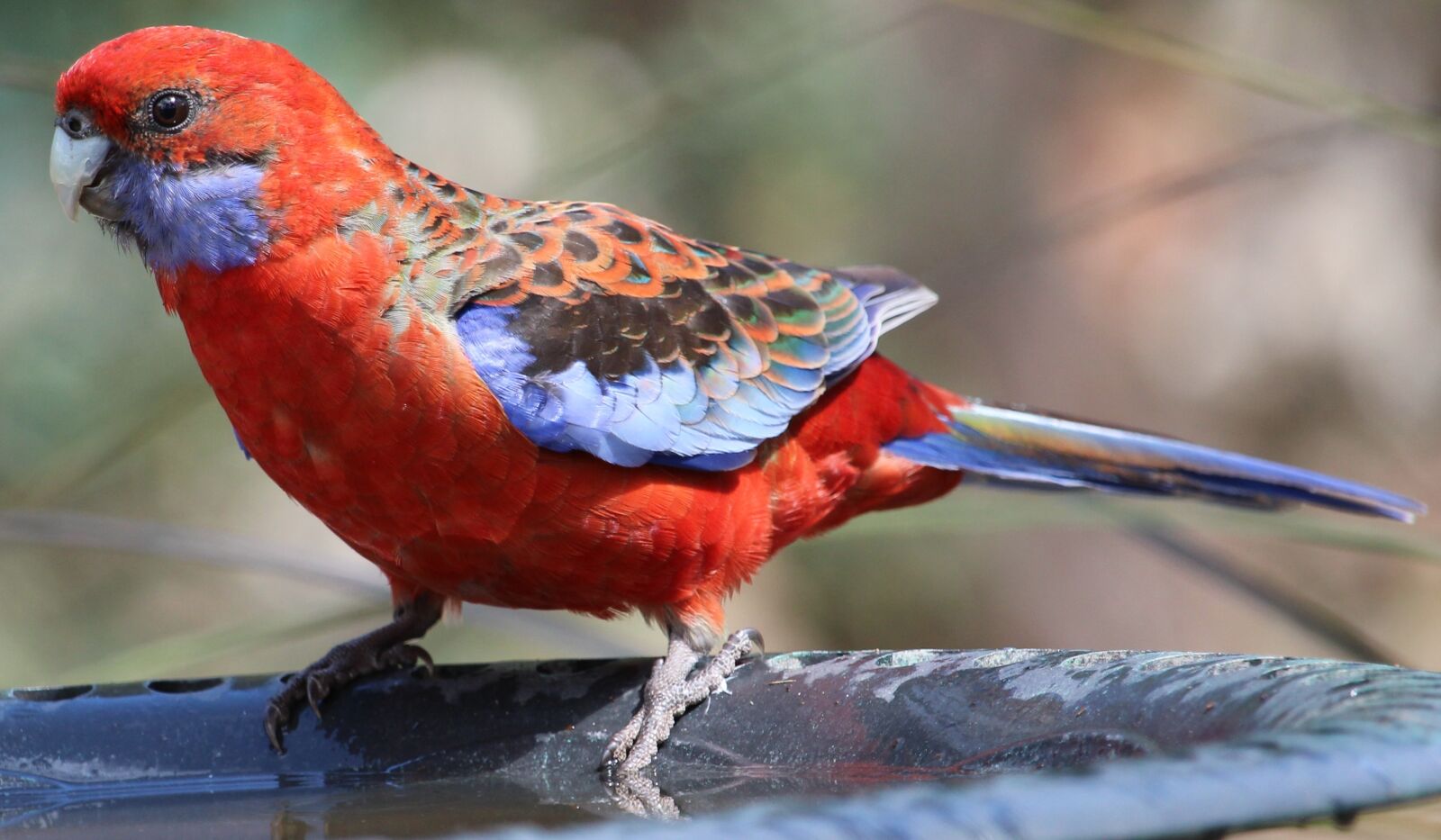 Canon EOS 100D (EOS Rebel SL1 / EOS Kiss X7) sample photo. Birdbath, platycercus elegans, platycercus photography