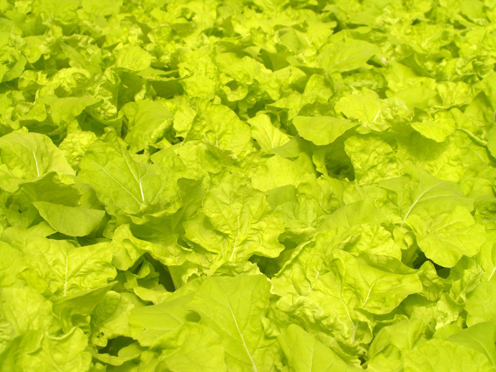Olympus E-300 (EVOLT E-300) sample photo. Farm, market, hydroponic photography