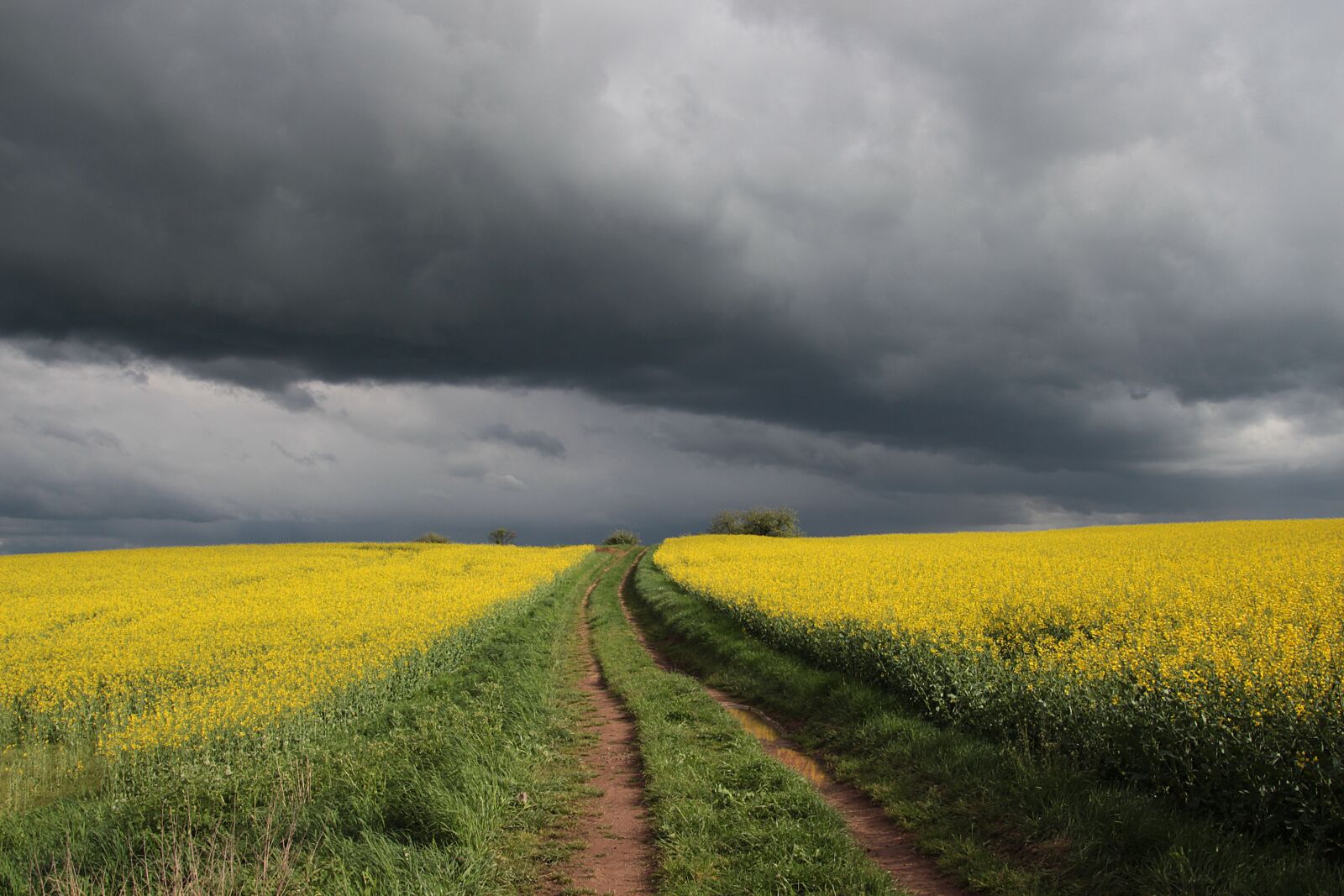 Canon EOS 700D (EOS Rebel T5i / EOS Kiss X7i) sample photo. Spring, field of rapeseeds photography