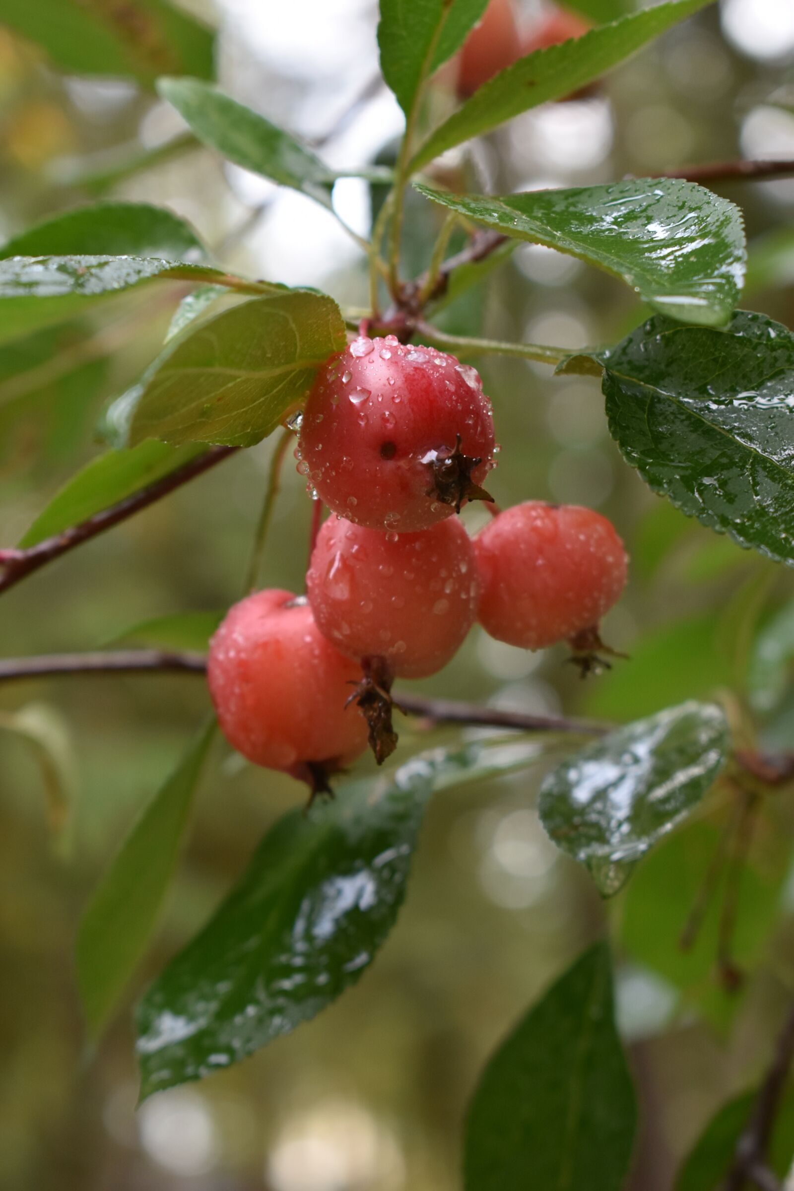Nikon D3500 sample photo. Crab apple, fall, rain photography