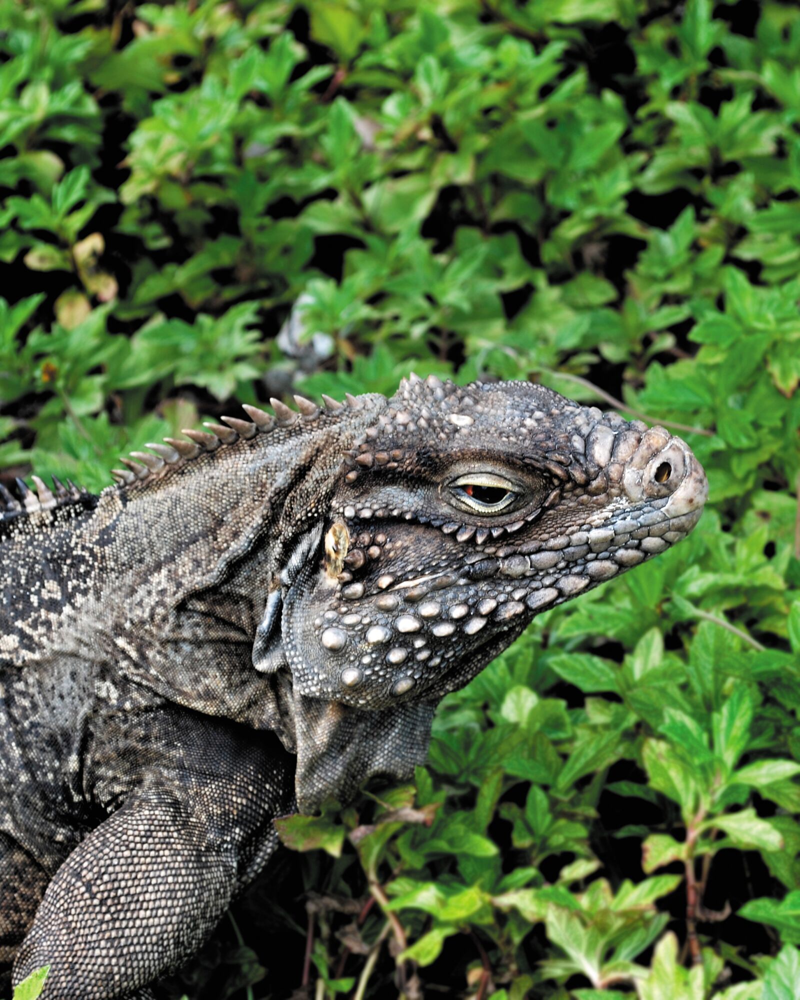 Nikon D60 sample photo. Iguana, lizard, dragon photography