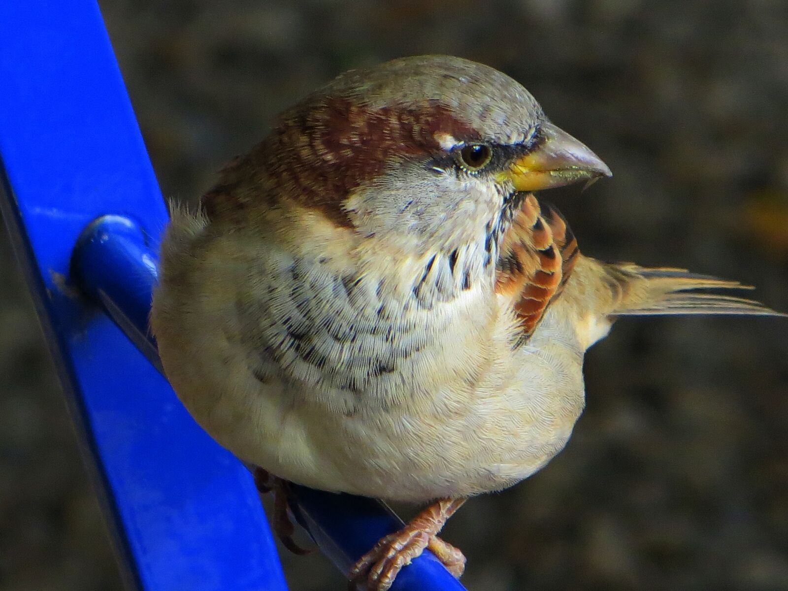 Canon PowerShot SX240 HS sample photo. Sparrow, bird, sperling photography