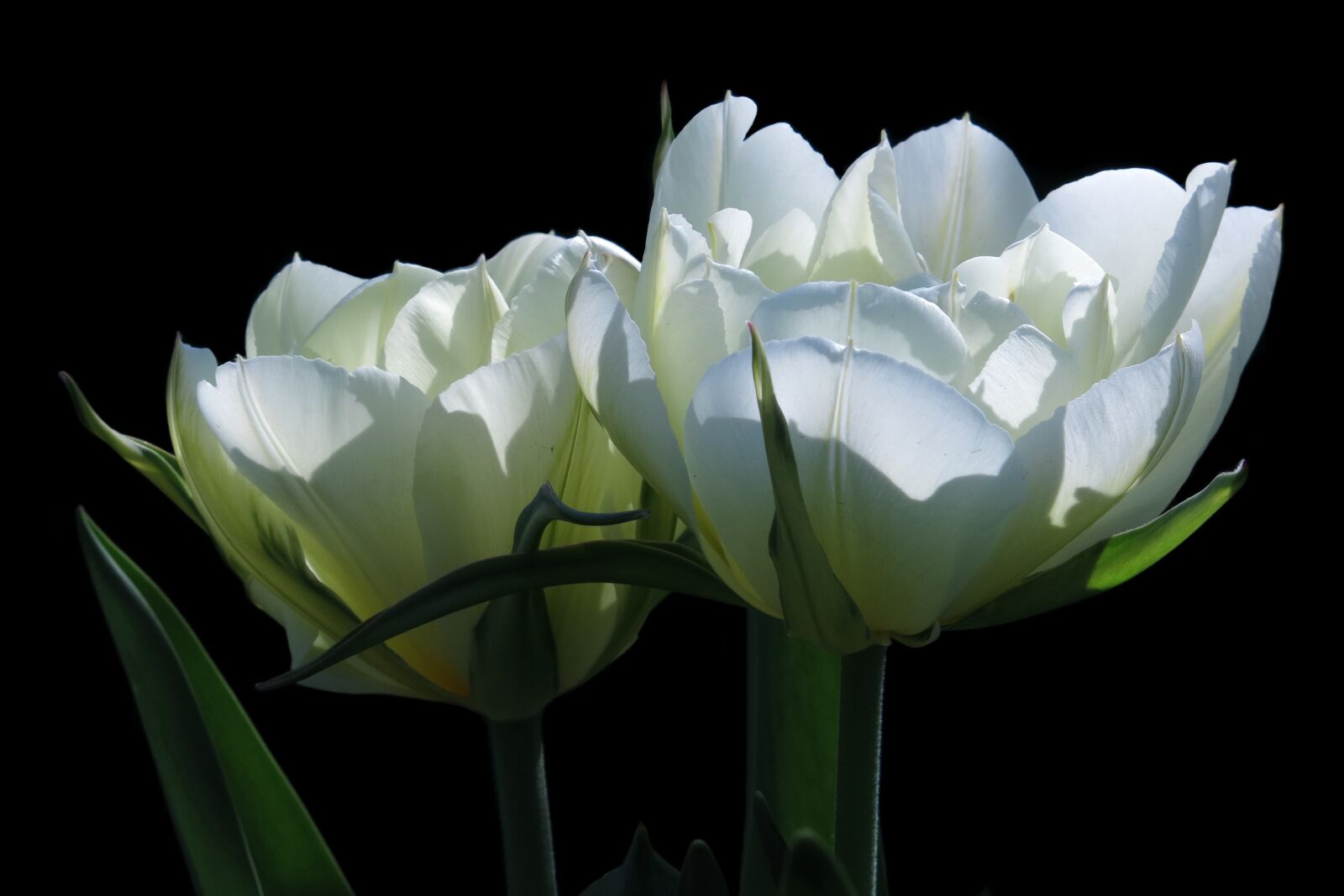Canon PowerShot G15 sample photo. Tulips, white flower, fosteriana photography