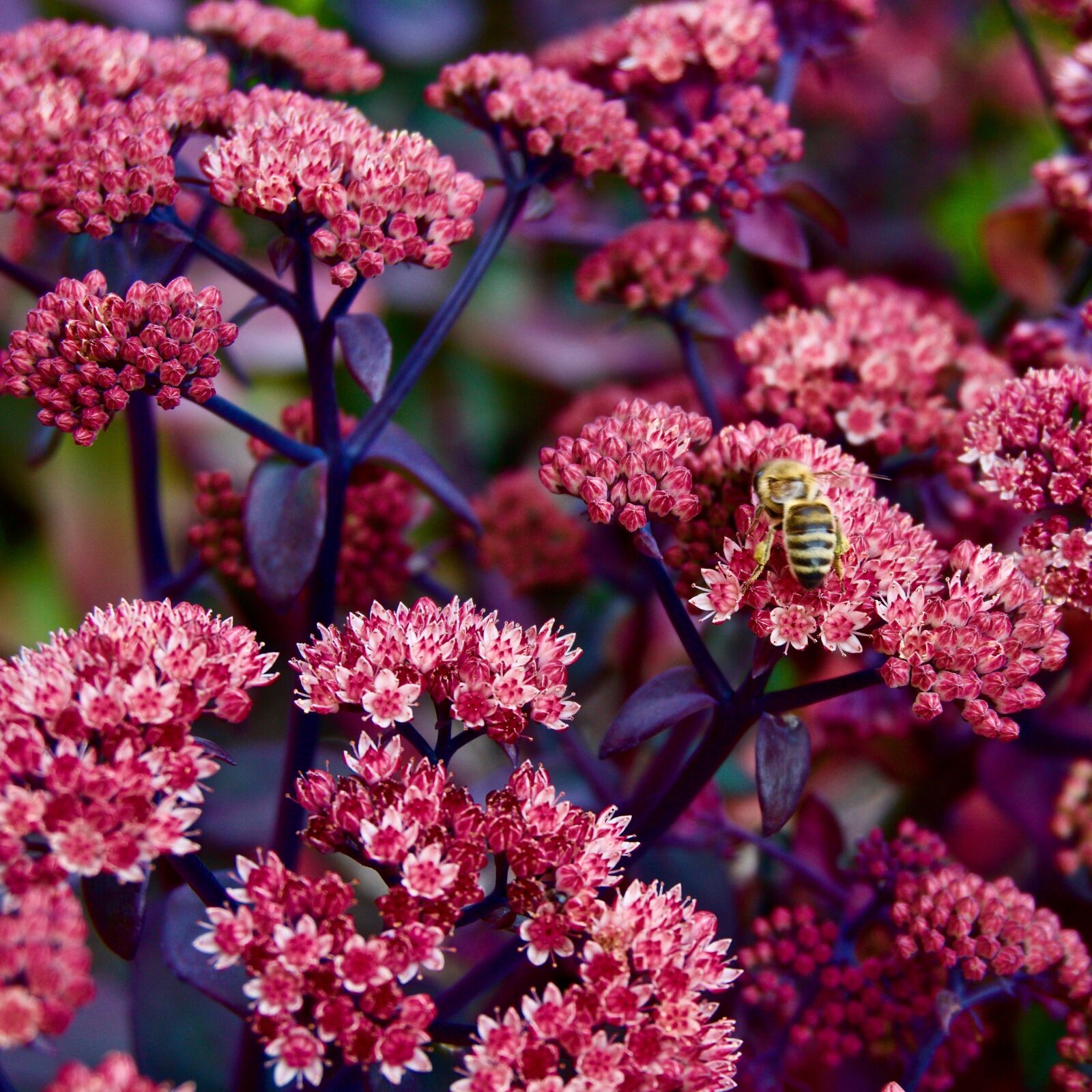Sony a6000 sample photo. Flowers, bee, insect photography