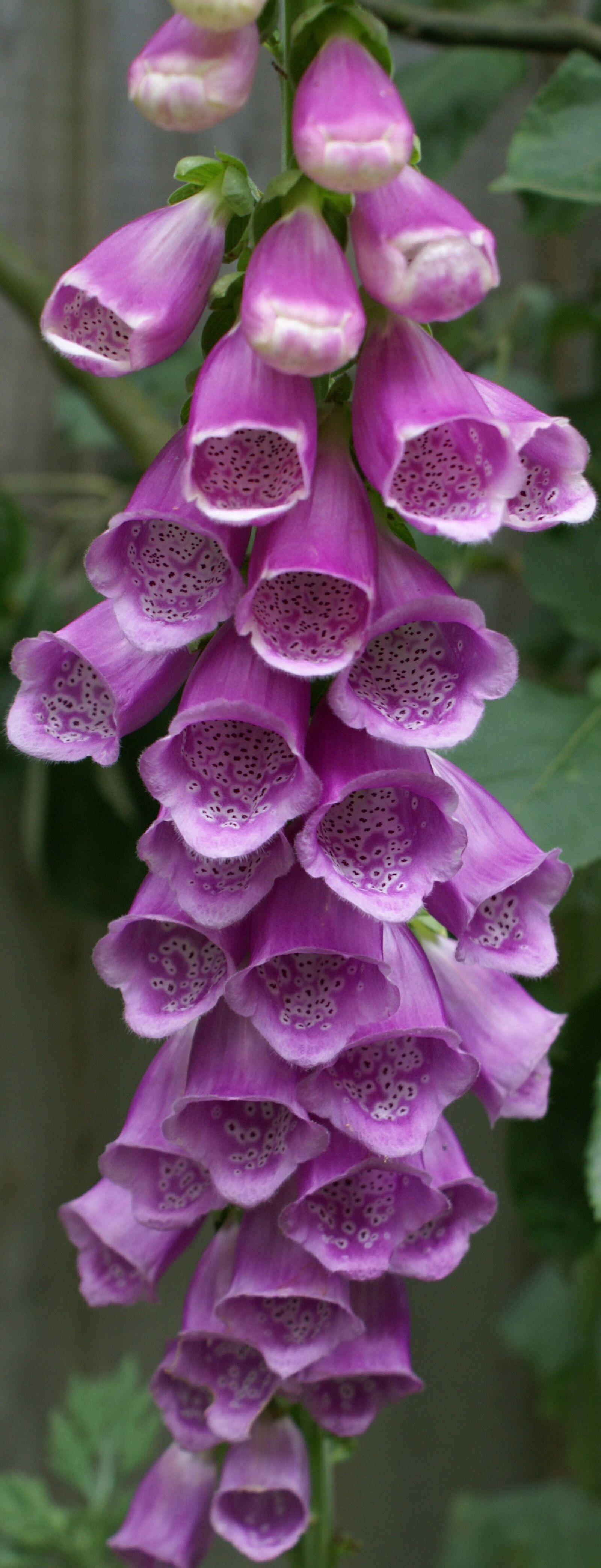 Sony Alpha DSLR-A100 sample photo. Foxglove, flower, digitalis photography