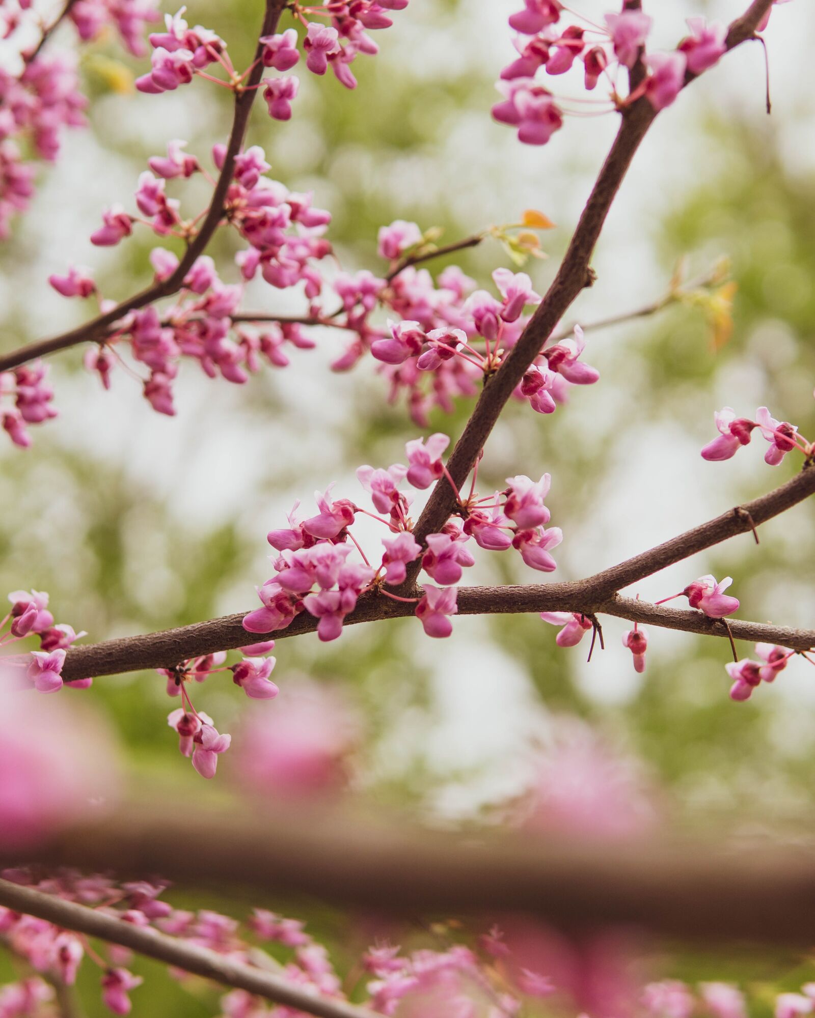 30mm F1.4 DC DN | Contemporary 016 sample photo. Flowers, tree, bloom photography