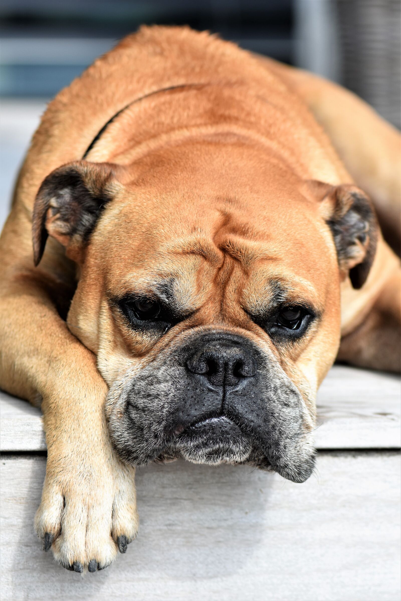 Nikon D5500 sample photo. Dog, animal, continental bulldog photography