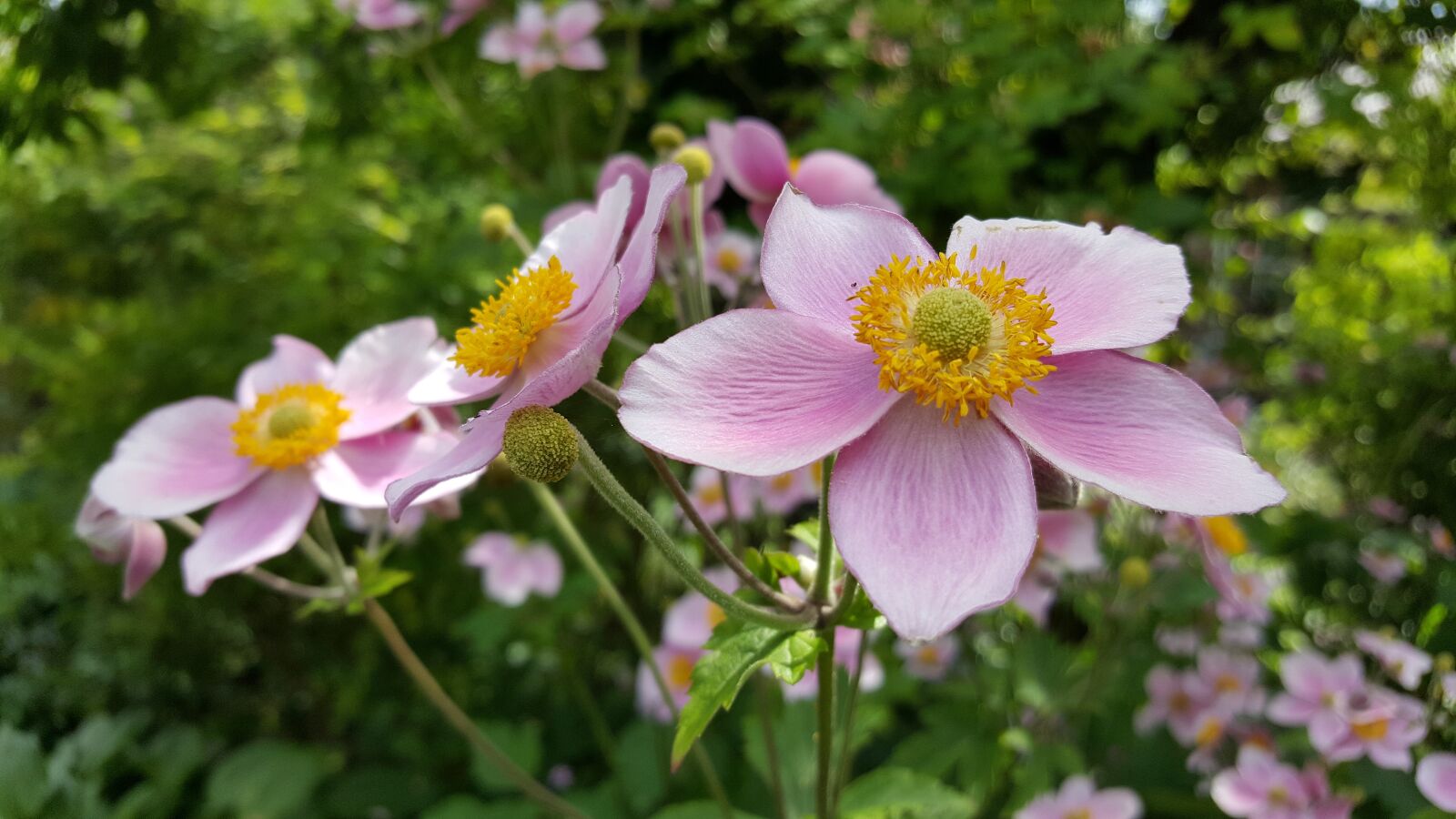 Samsung Galaxy S6 sample photo. Fall anemone, shrub, blossom photography