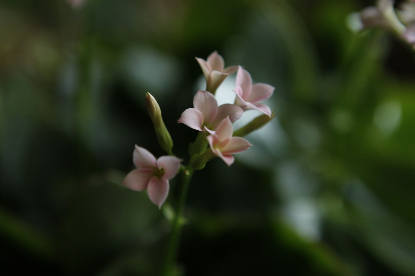 Canon EOS 50D sample photo. Lorem, ipsum, dolor photography