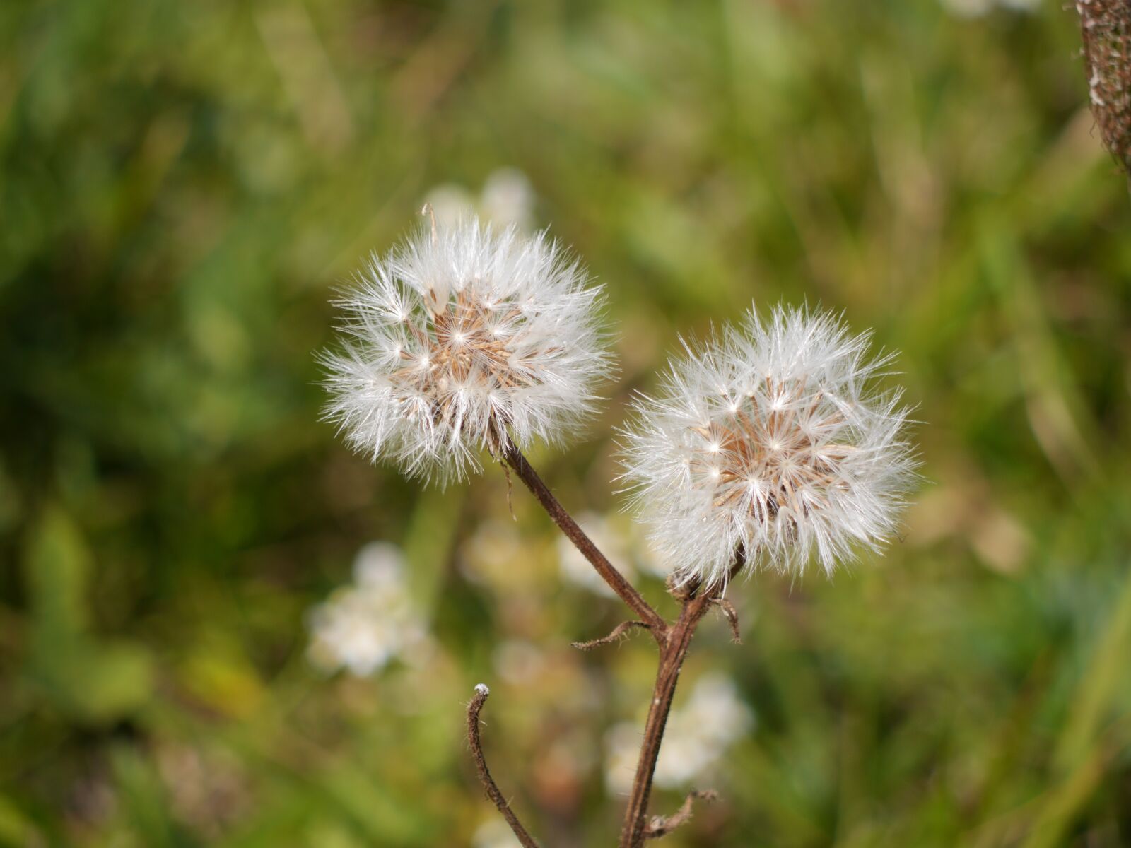 Panasonic Lumix DMC-GH3 sample photo. Seedhead, flower, wildflower photography