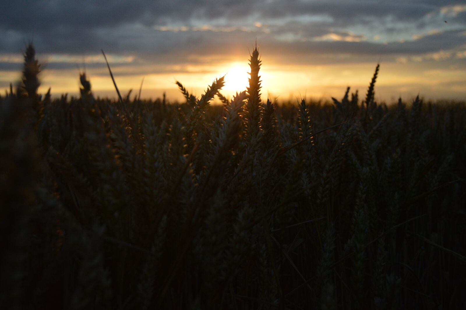 Nikon D3200 sample photo. Landscape, field, sky photography