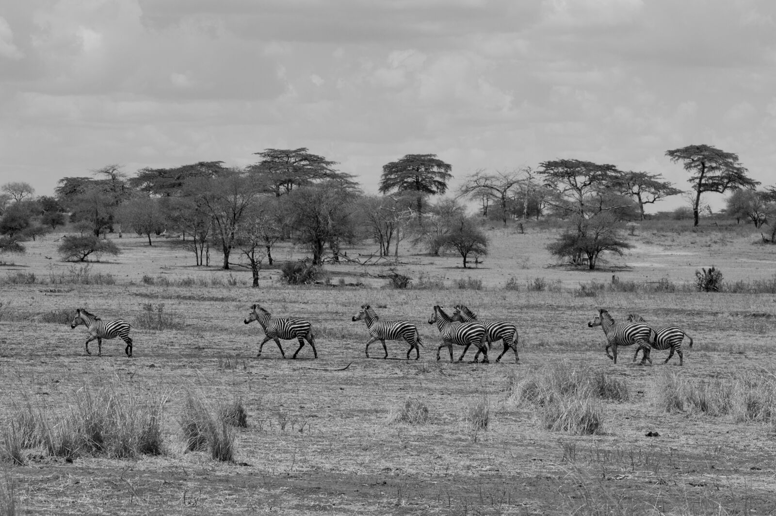 Nikon D90 sample photo. Zebra, africa, wildlife photography