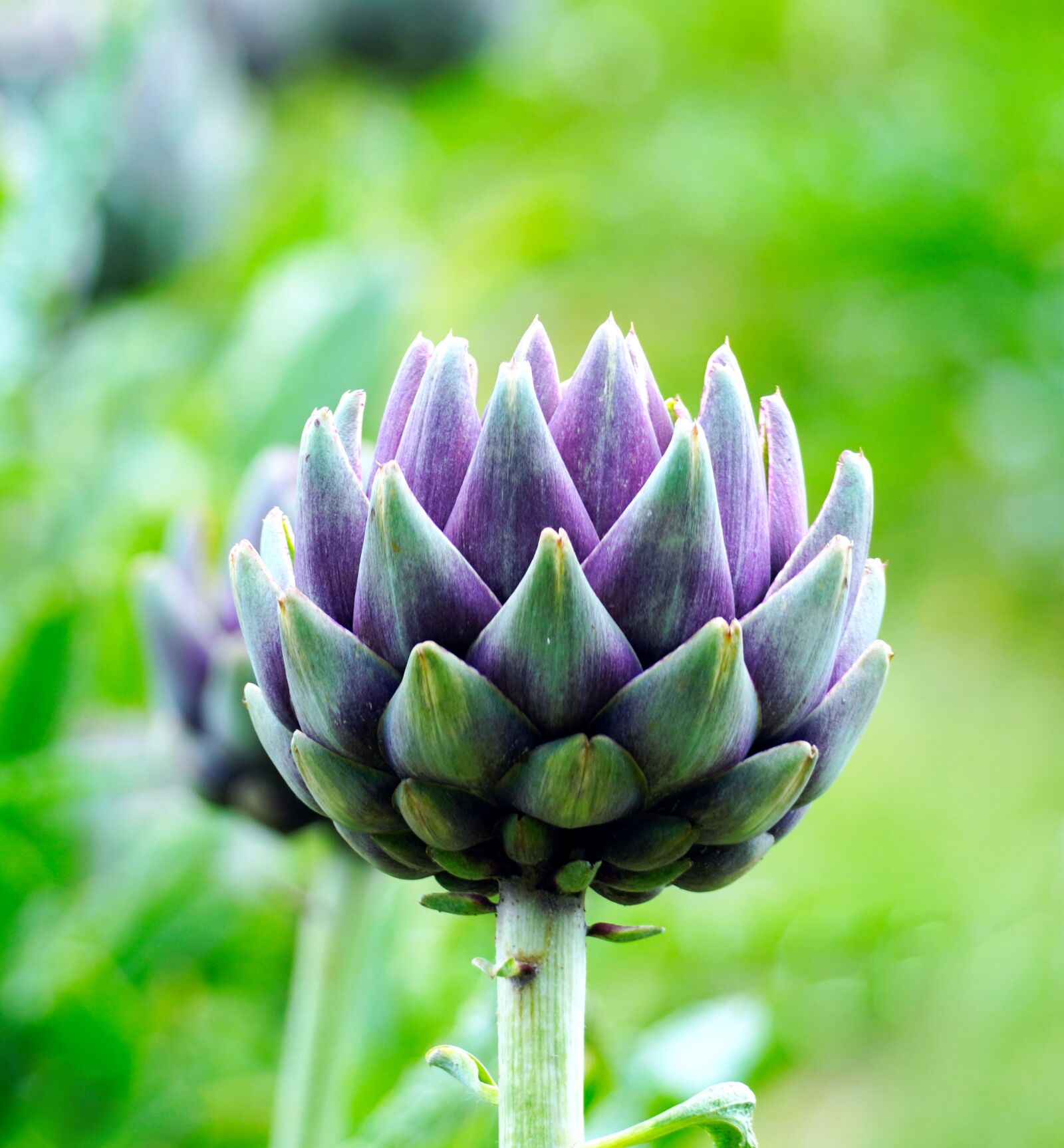 Sony E 70-350mm F4.5-6.3 G OSS sample photo. Artichokes, vegetables, plant photography
