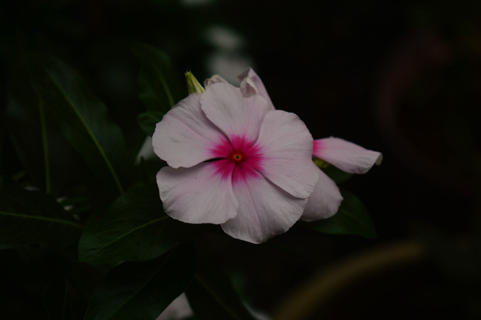 Nikon D3200 sample photo. White flower photography
