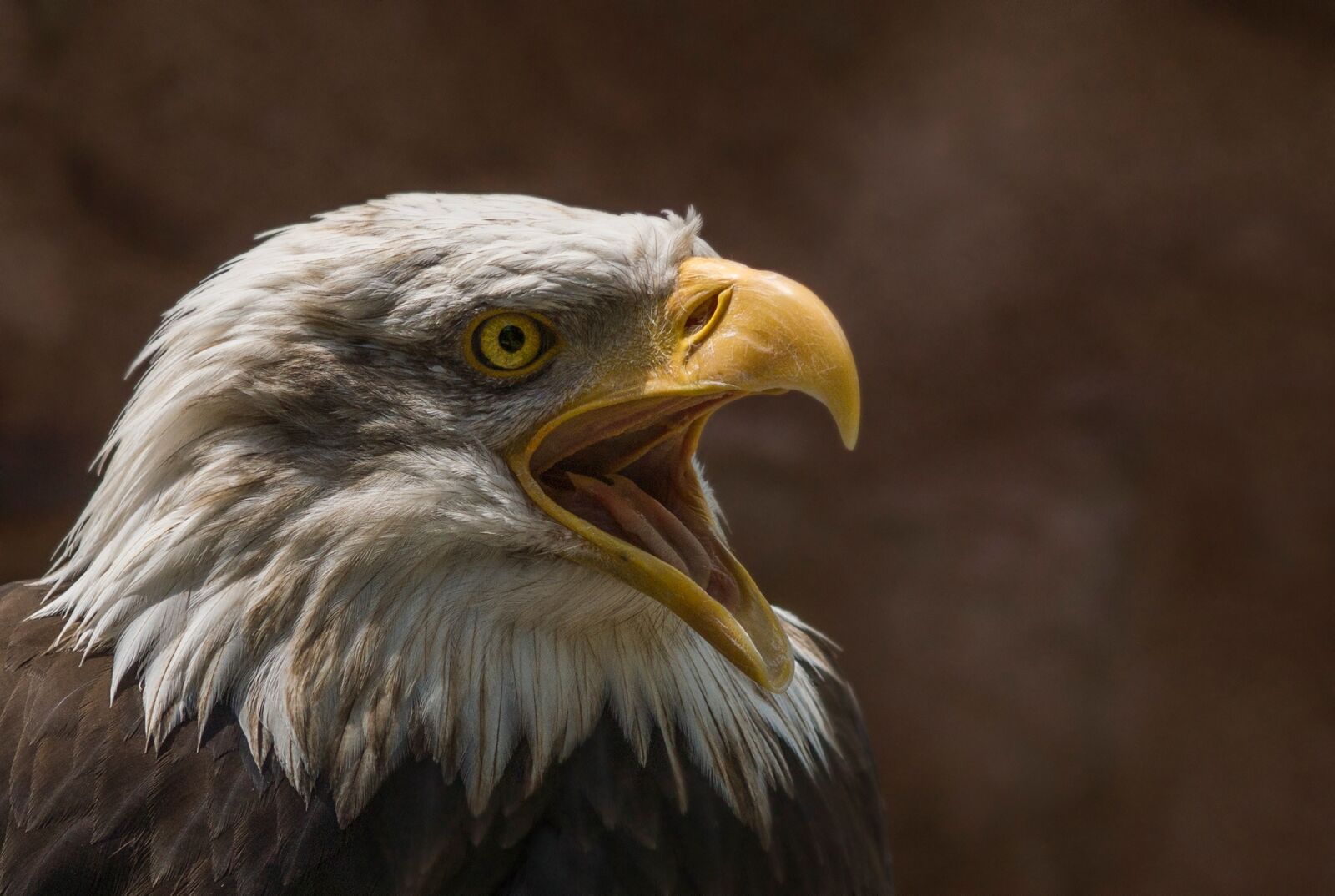 Sony SLT-A77 sample photo. Adler, white head, bird photography