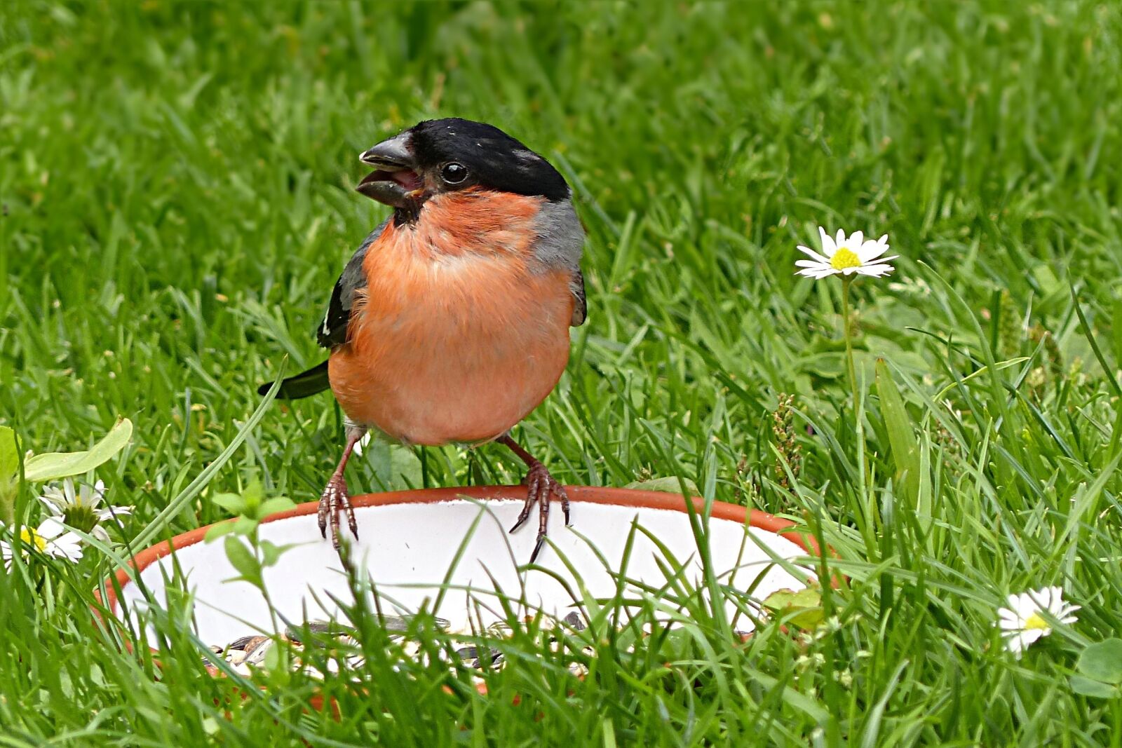 Panasonic Lumix DMC-FZ200 sample photo. Animal, bird, bullfinch male photography