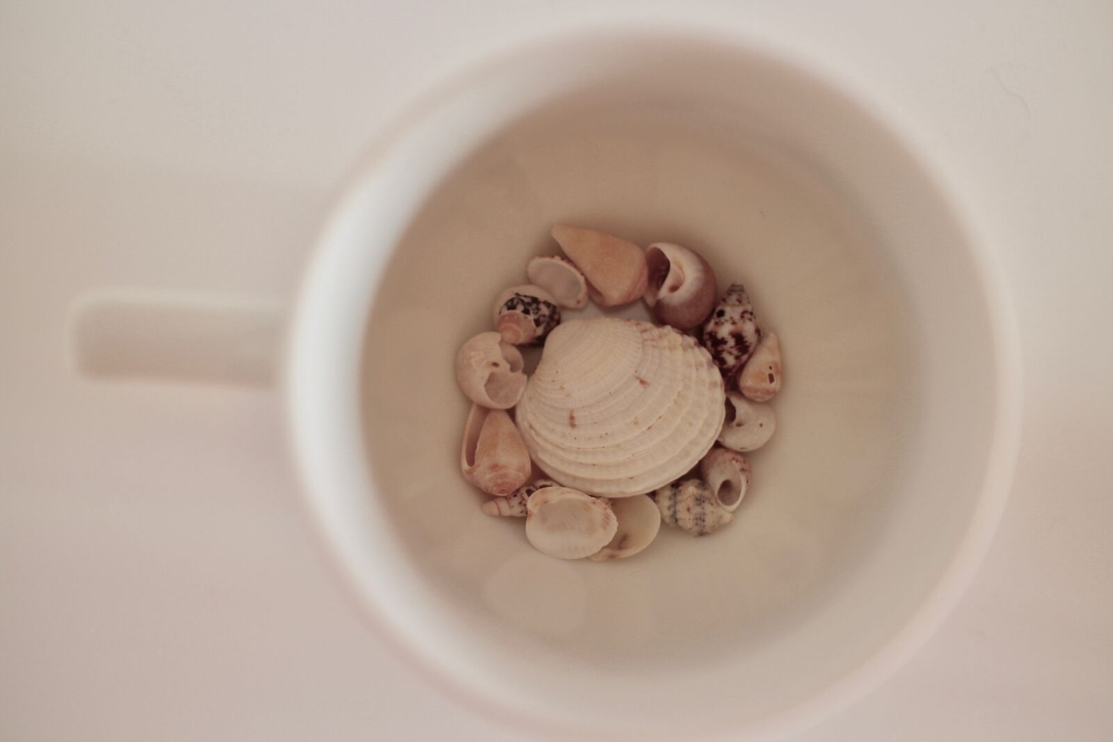 Canon EF-M 22mm F2 STM sample photo. Cup, shells, sea photography