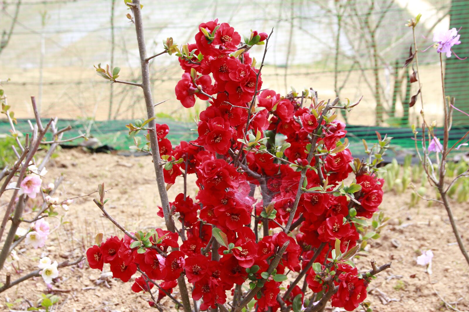 Canon EOS 700D (EOS Rebel T5i / EOS Kiss X7i) sample photo. Operation red, wildflower, red photography