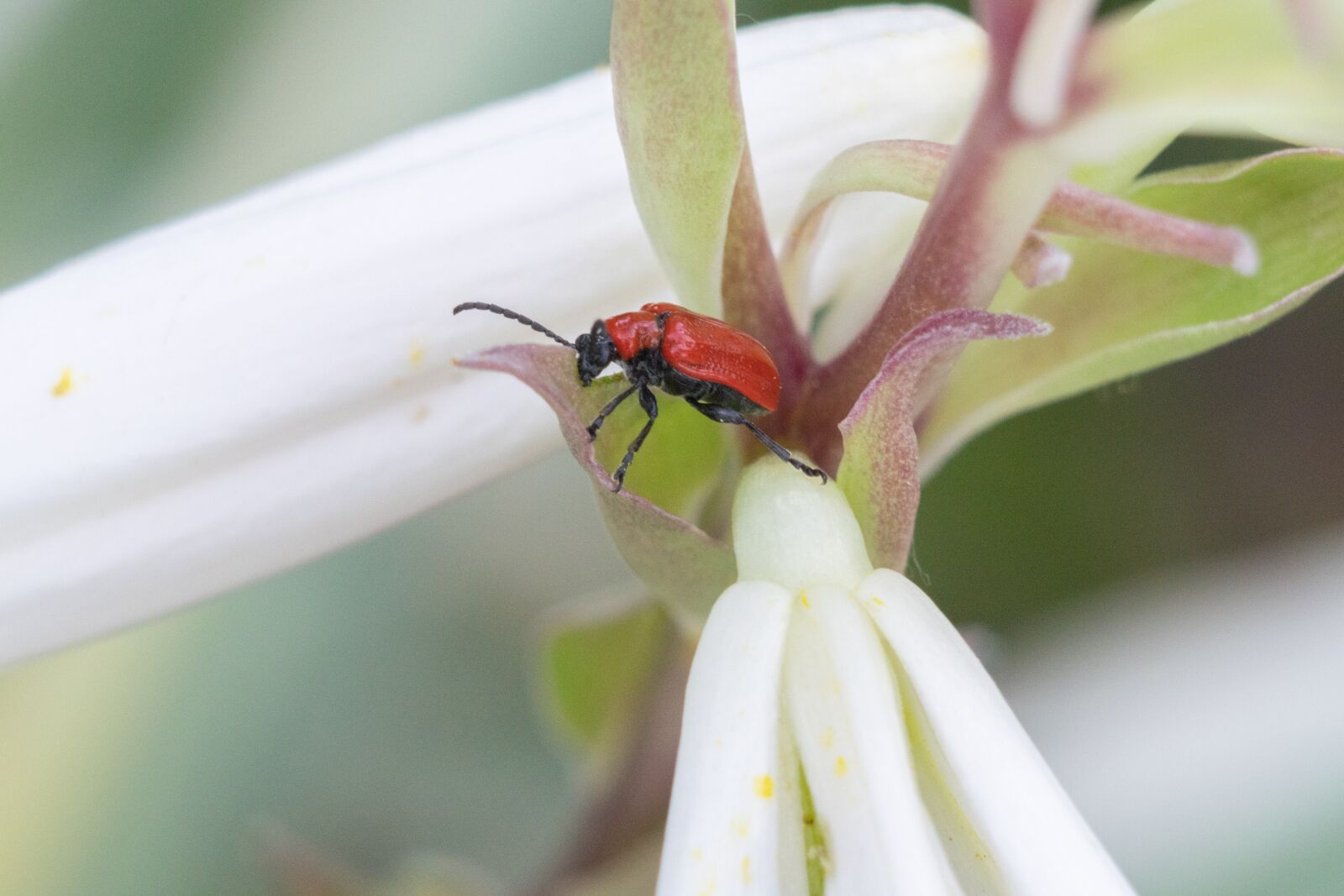 Nikon D3300 sample photo. Flower, lily, insect photography
