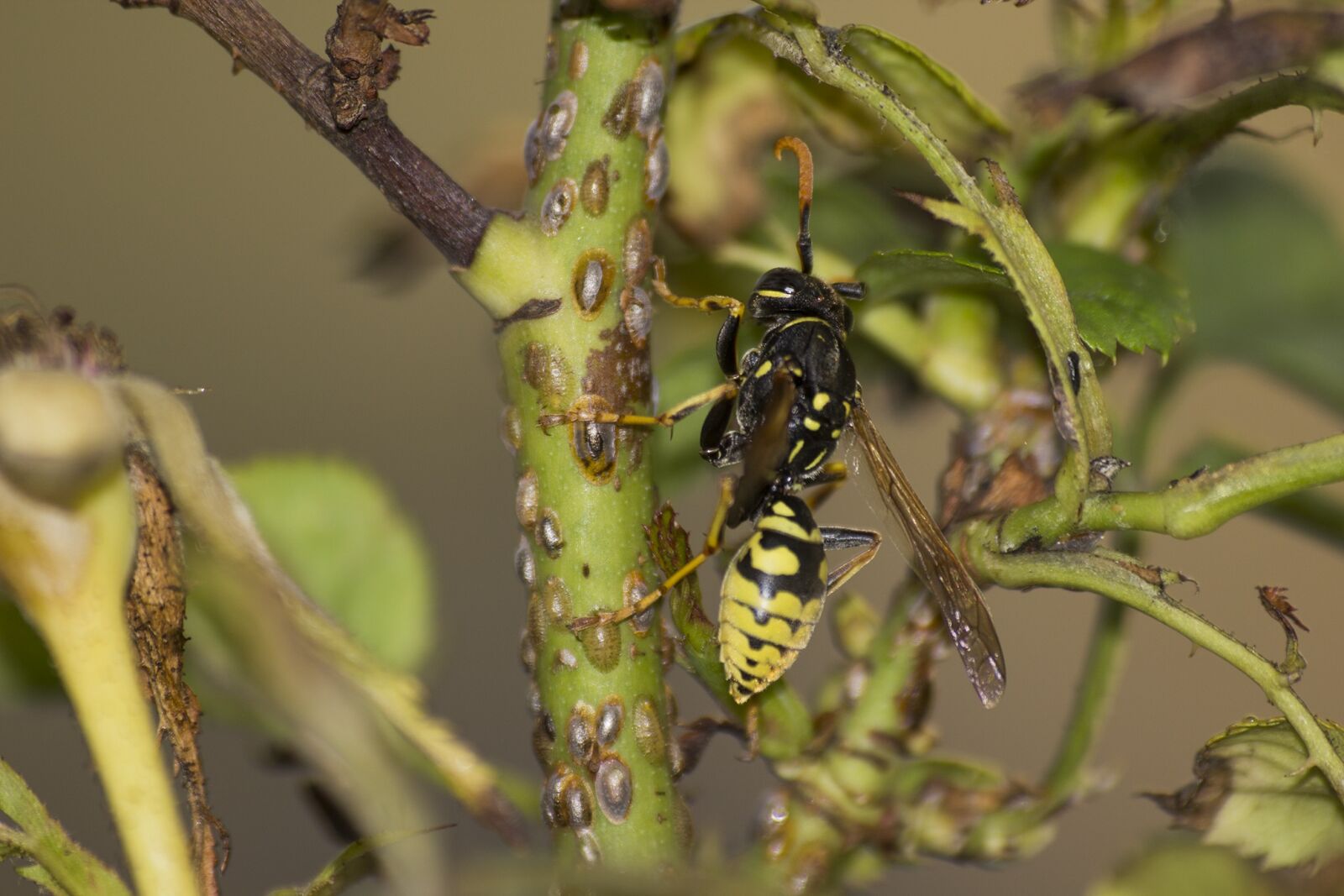 Canon EOS 600D (Rebel EOS T3i / EOS Kiss X5) sample photo. Wasp, insect, close up photography