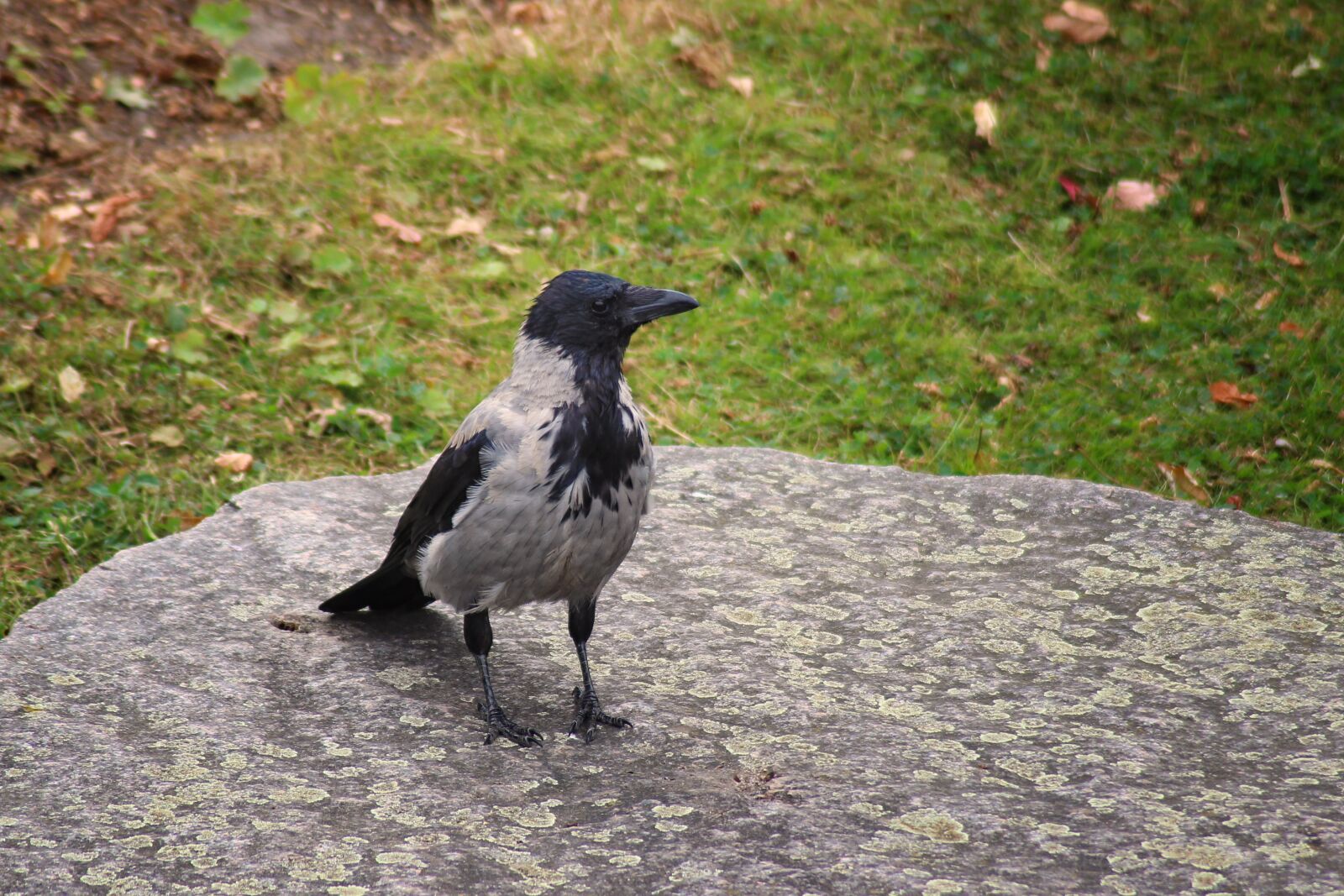 Canon EOS 600D (Rebel EOS T3i / EOS Kiss X5) sample photo. Crow, hooded crow, carrion photography