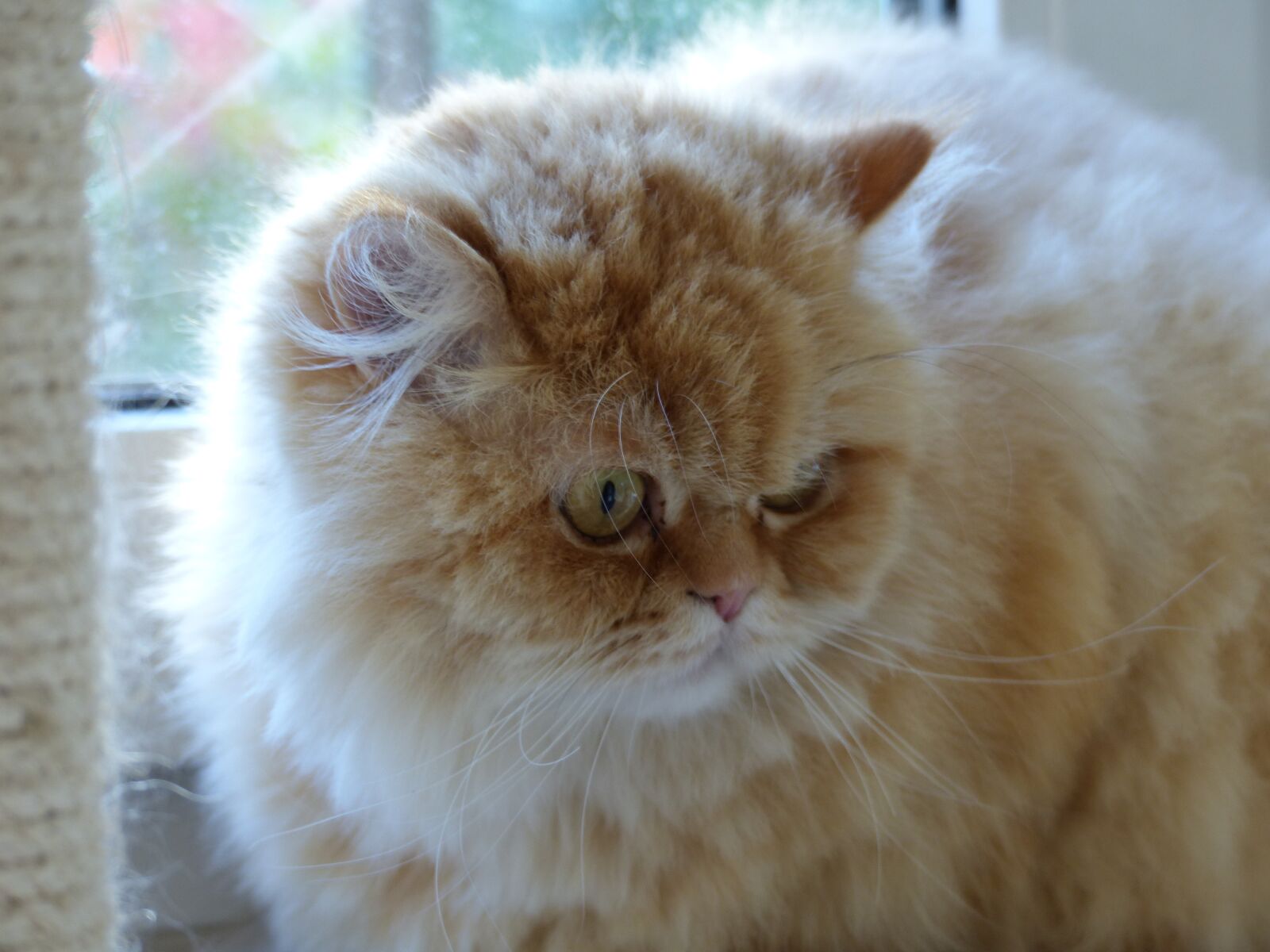 Panasonic Lumix DMC-FZ200 sample photo. Cat, fluffity, cat face photography