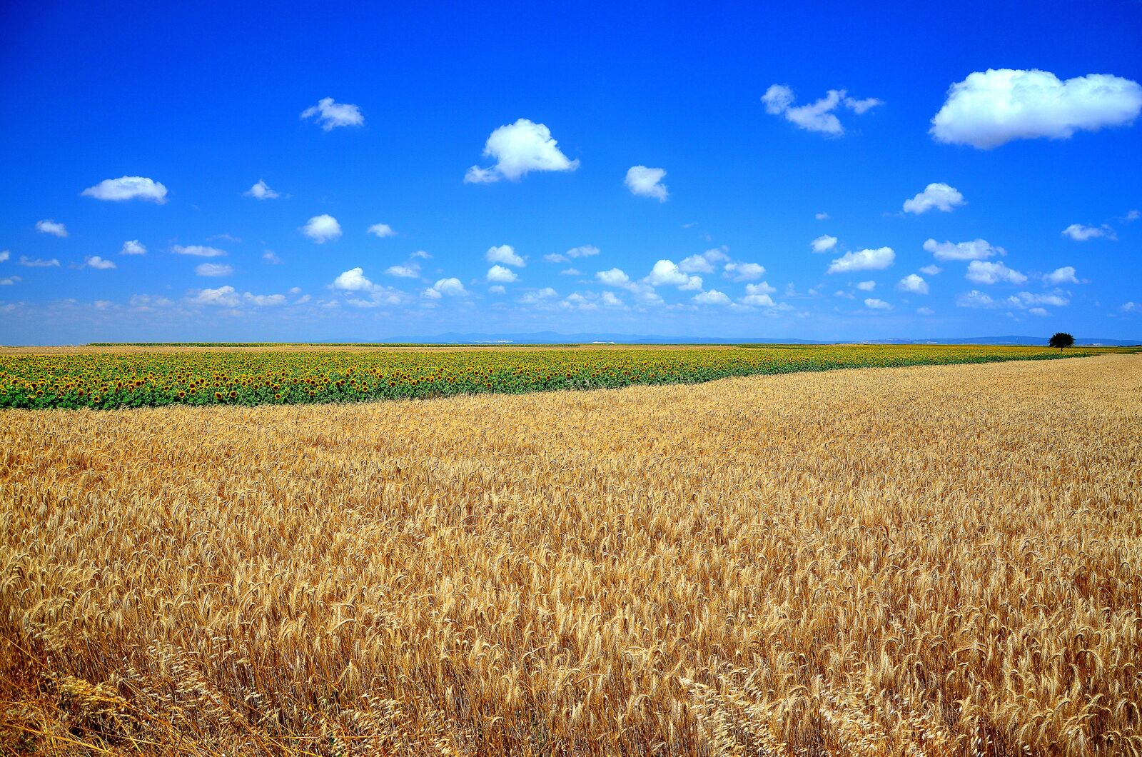 Nikon D5100 sample photo. Wheat, grain, area photography
