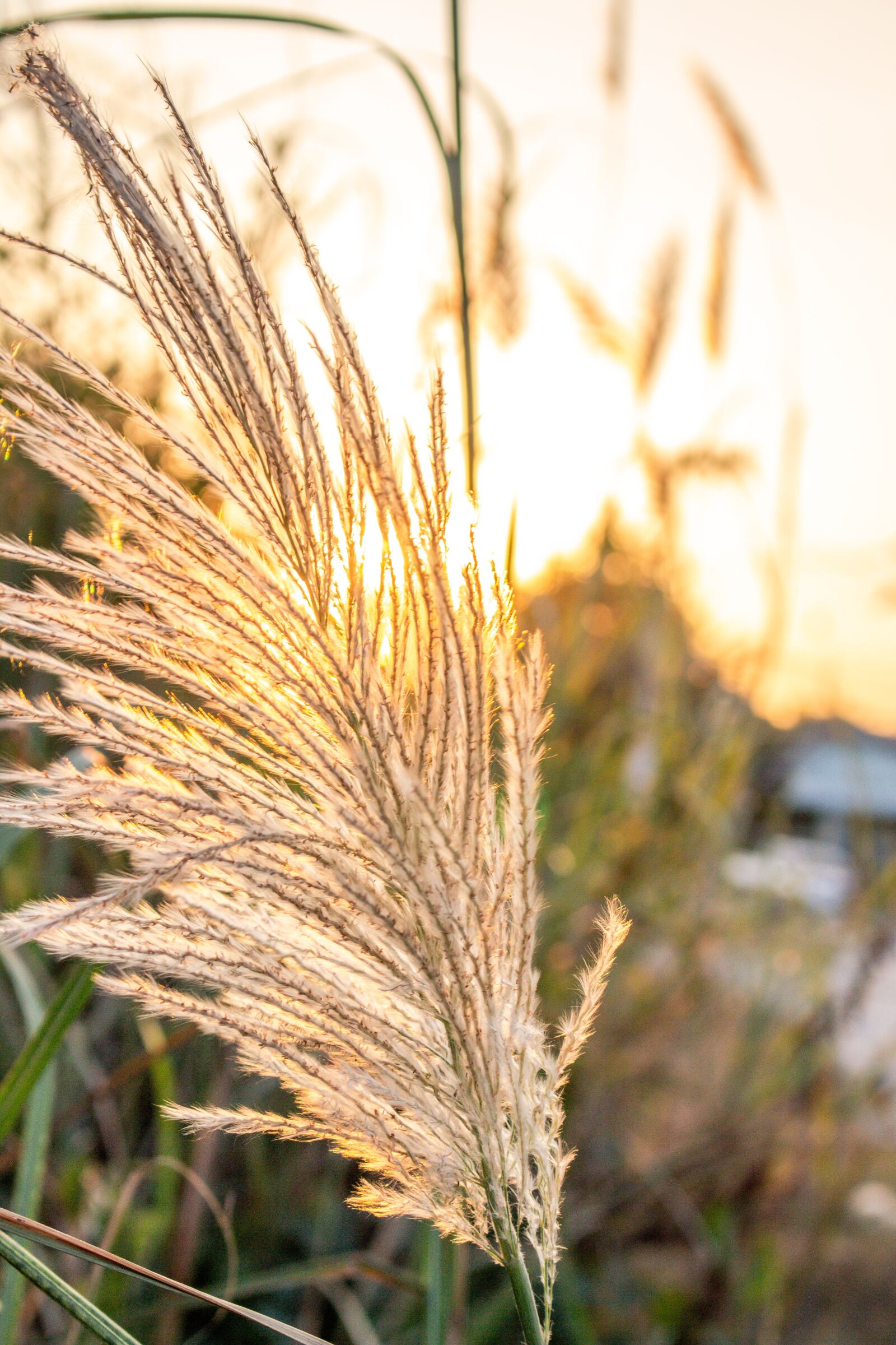 Canon EOS 700D (EOS Rebel T5i / EOS Kiss X7i) sample photo. Sky, west, grass photography